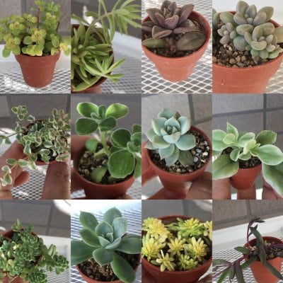 寄植えにおすすめ♪ 選べる多肉植物バイキング7種