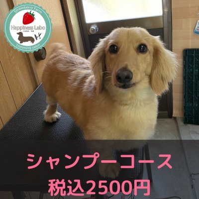 ワンちゃんのトリミング【シャンプーコース】オープン記念価格！高ポイント‼