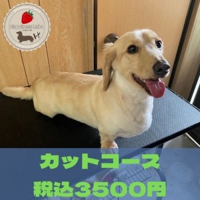 ワンちゃんのトリミング【カットコース】オープン記念価格！高ポイント‼