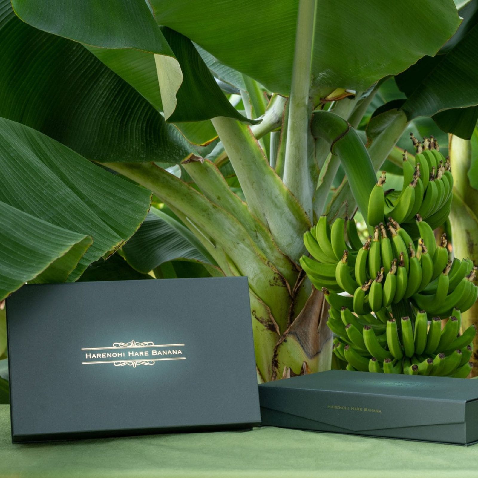 ギフト用】Mサイズ5本セット 甘さ濃厚高級バナナ！国産無農薬で皮ごと