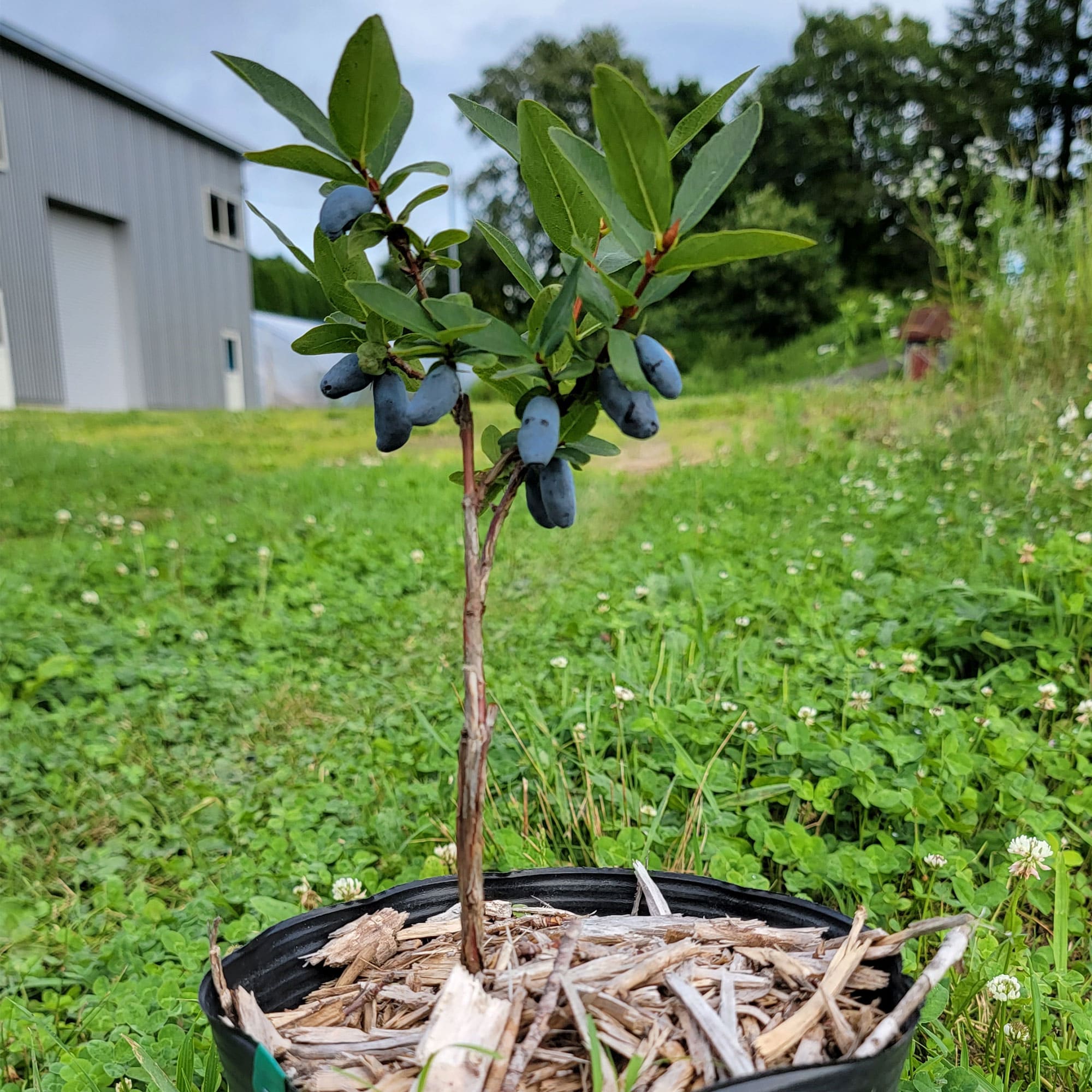 ハスカップ苗木（15cmポット苗：樹高20〜30cm）