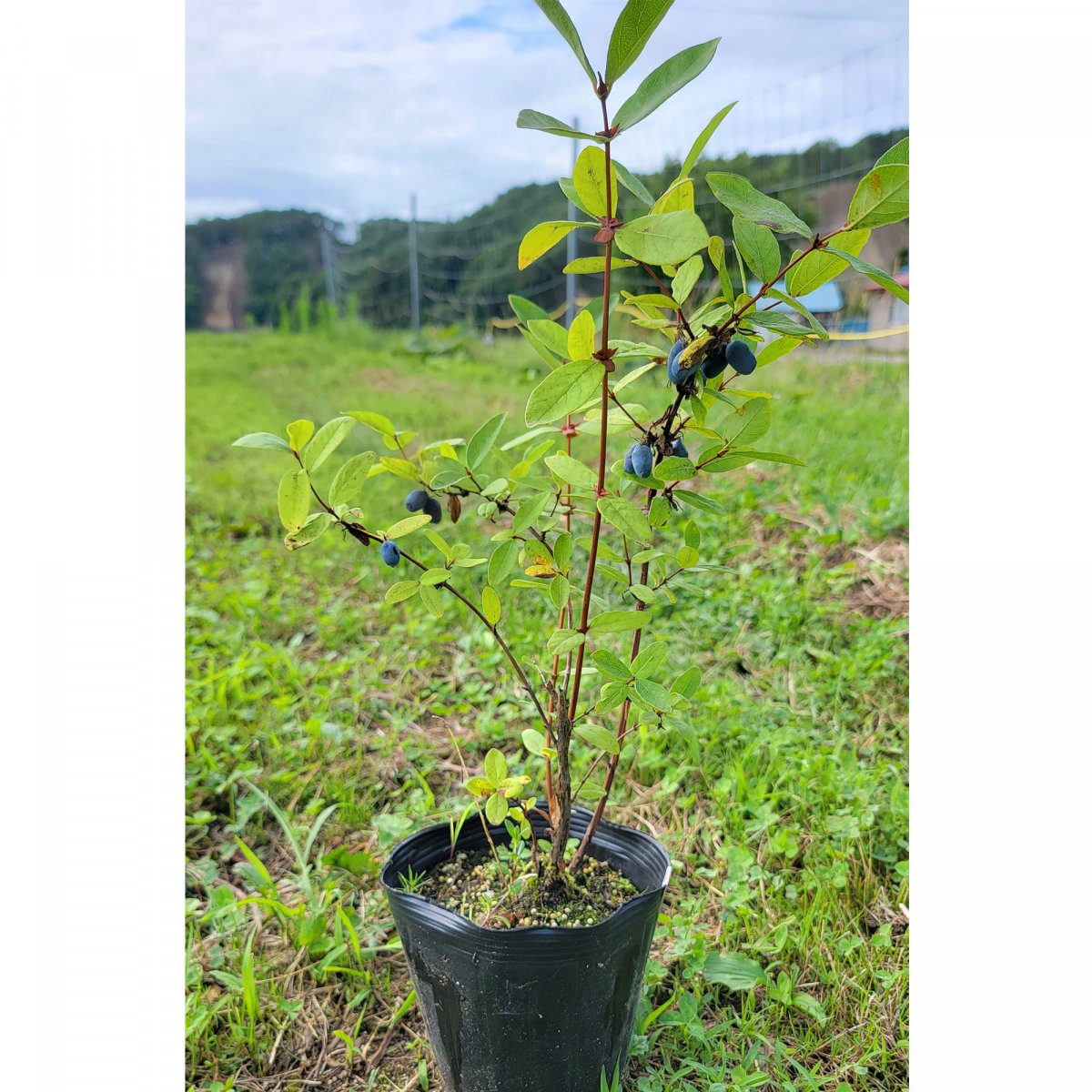 ハスカップ苗木（15cmポット苗：樹高20〜30cm）