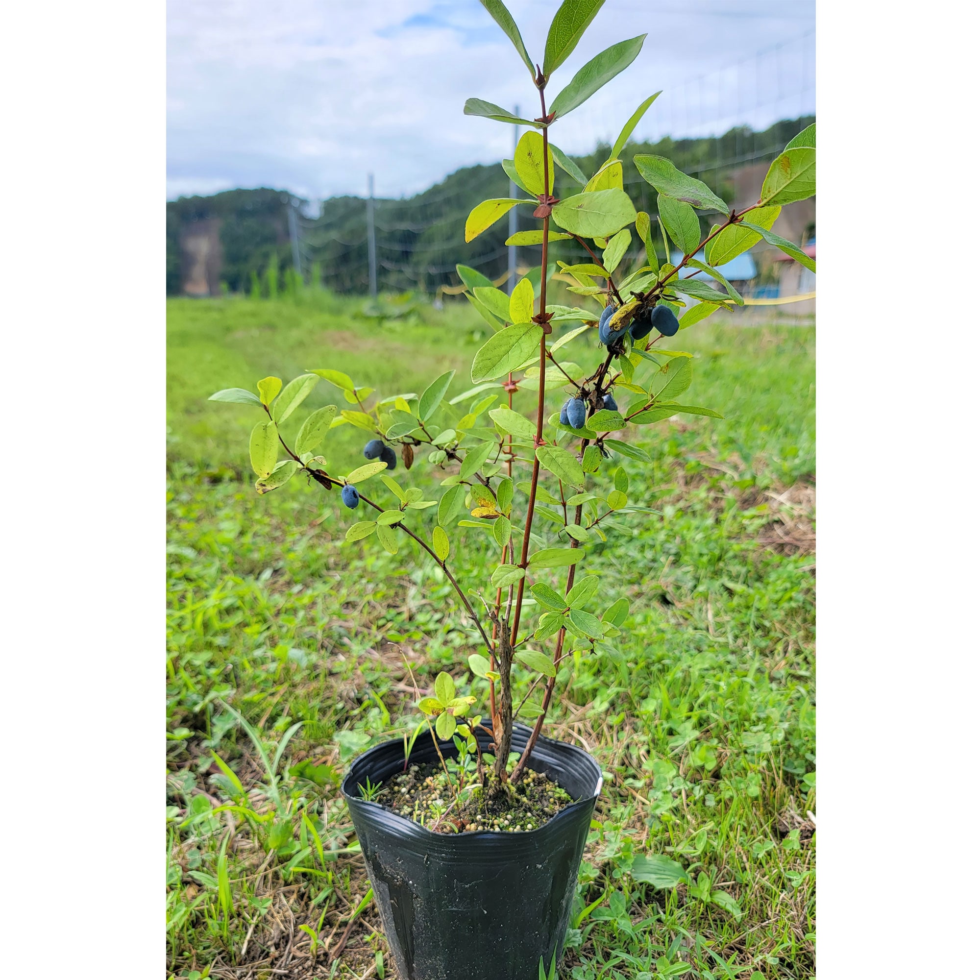 ハスカップ苗木（15cmポット苗：樹高20〜30cm）