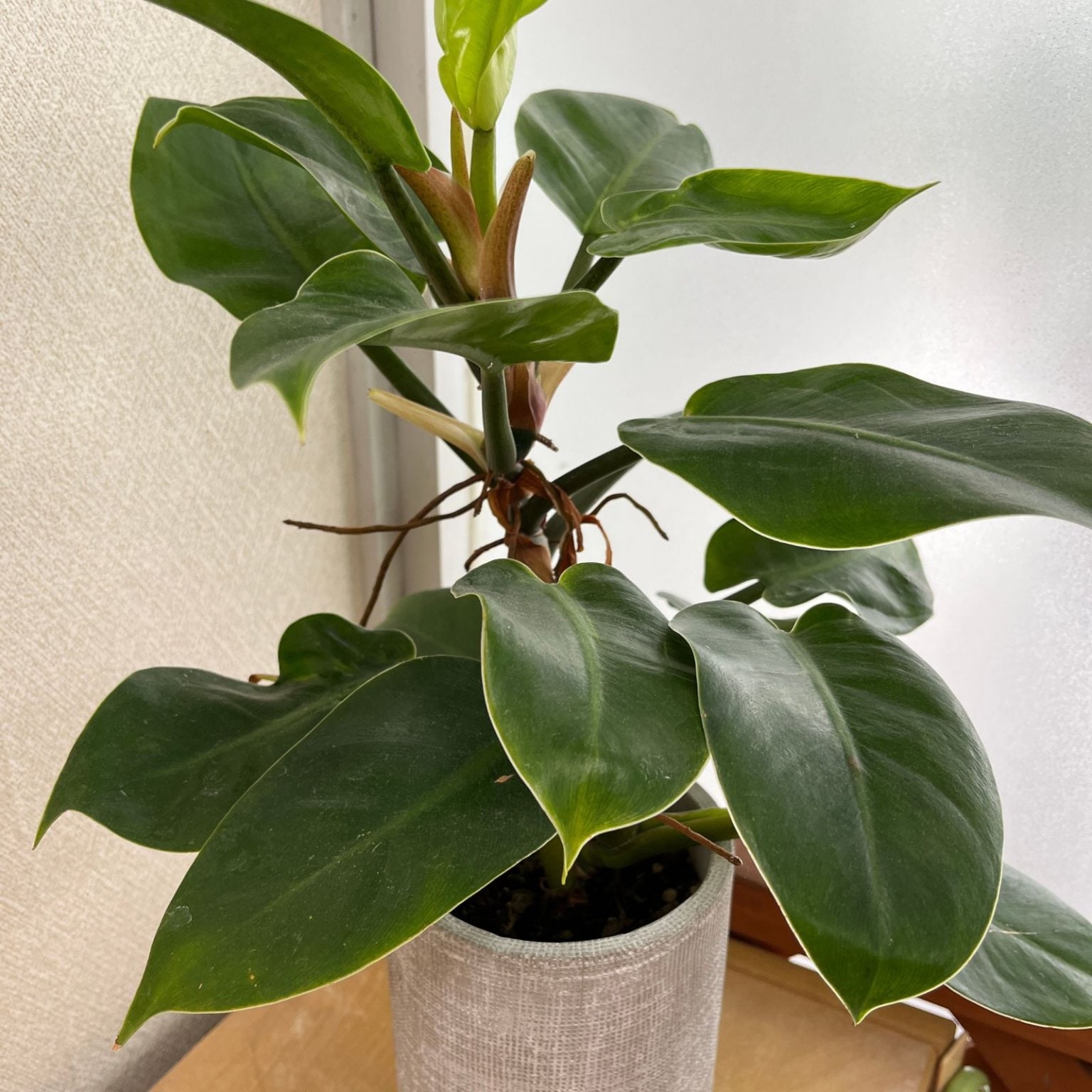 初回の方限定【ほぐし整体５０分】肩こり腰痛などお体の不調をラクにしたい方向け｜市川市市川駅｜全身深層筋マッサージ｜トリガーポイント療法｜お試し料金