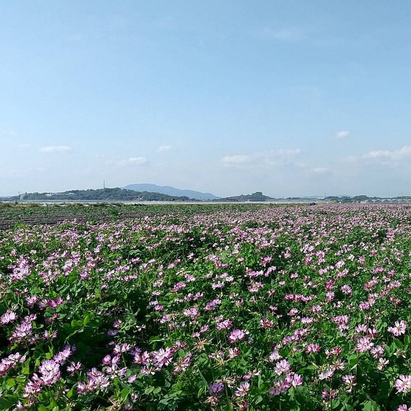 れんげ米 玄米30㎏《送料込み》