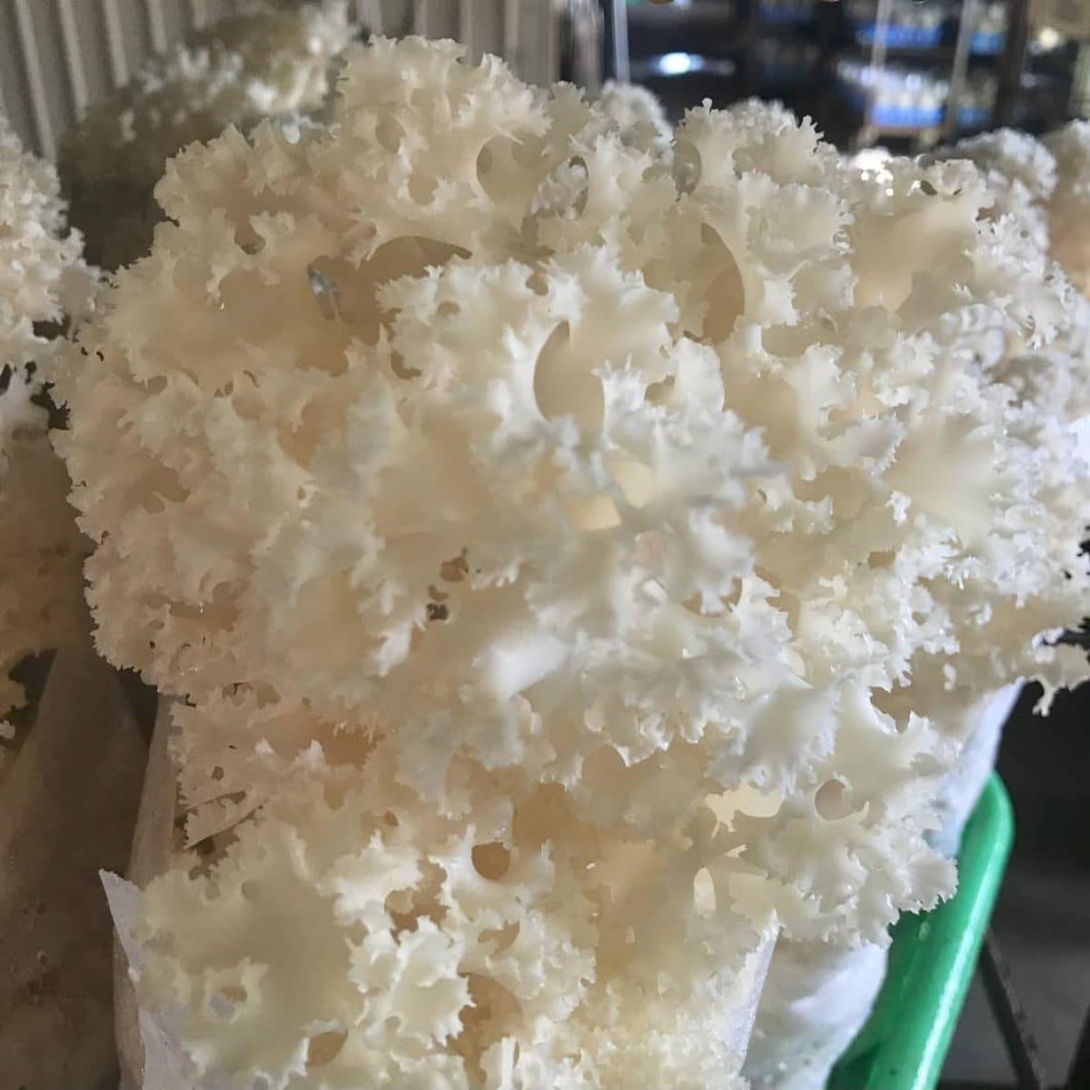 話題沸騰！　はなびらたけ（80g×8株）　南信州産貴重な幻のきのこ