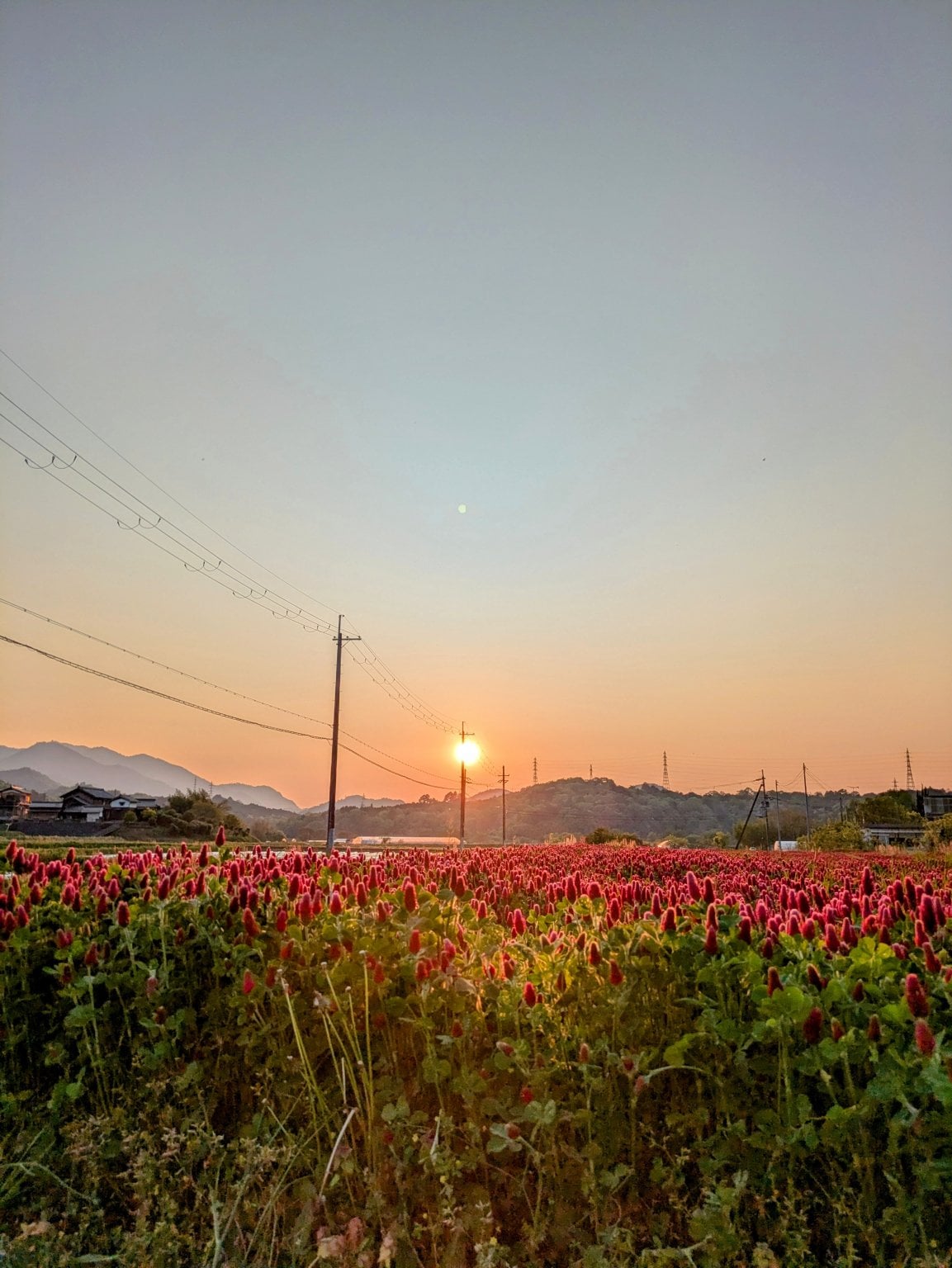 未来農園農業体験