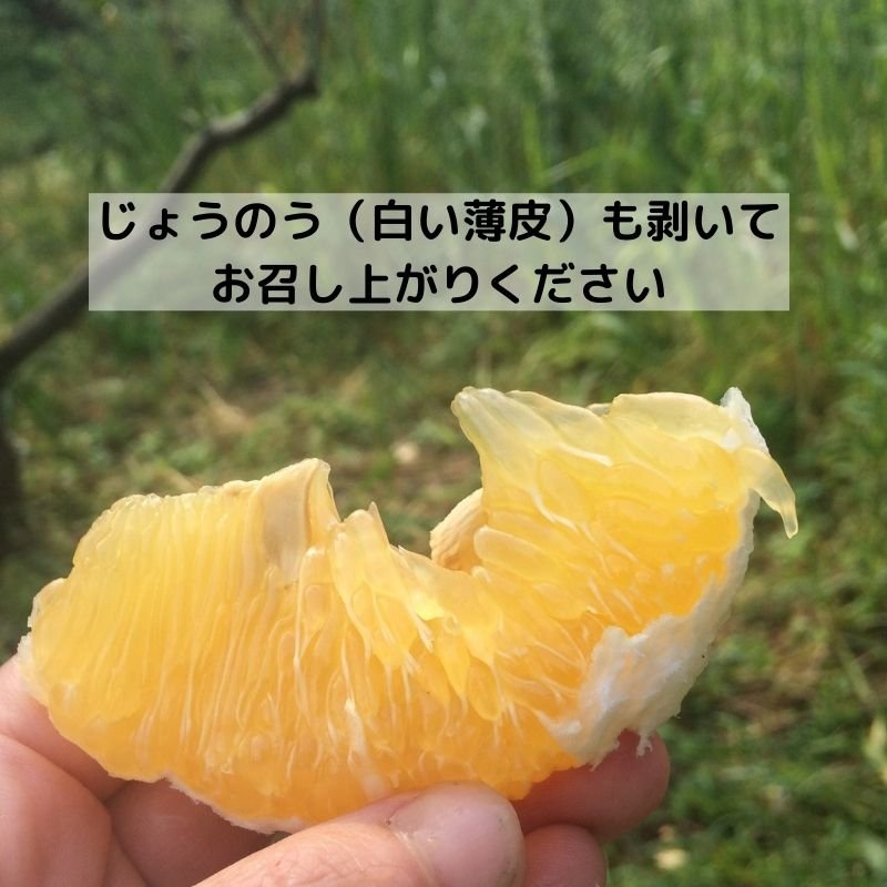 高ポイント】河内晩柑 4kg えん農園 木成り完熟 自然栽培 農薬