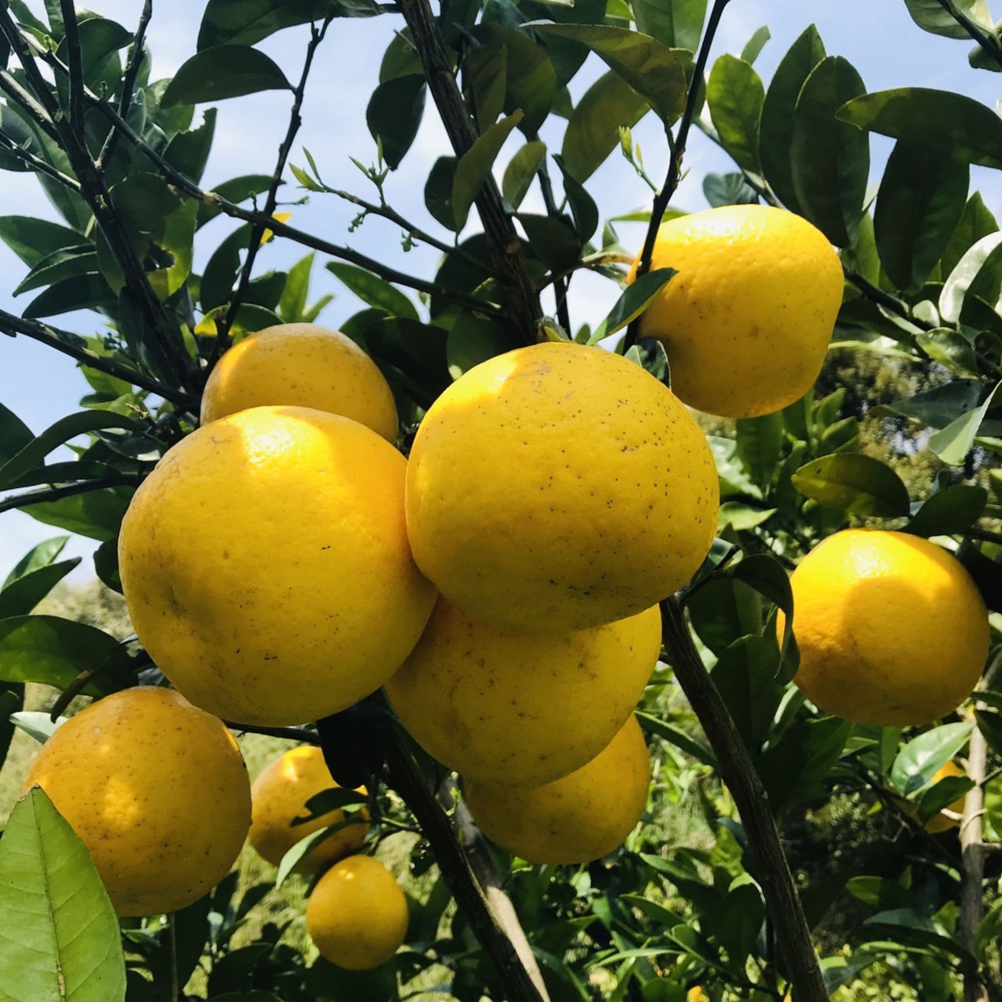 高ポイント】河内晩柑 4kg えん農園 木成り完熟 自然栽培 農薬