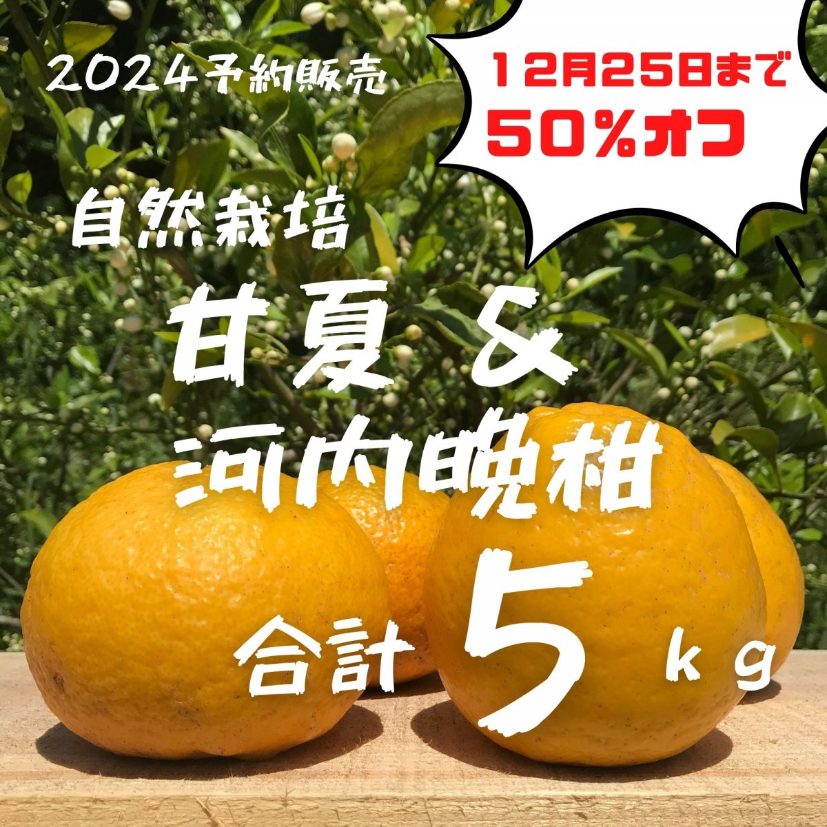 【石川くん誕生日特典】半額 予約販売 ＭＩＸ 甘夏＆河内晩柑 合計５ｋｇ えん農園 木成り完熟 自然栽培 農薬・化学肥料・除草剤不使用 愛媛県愛南町 みかん