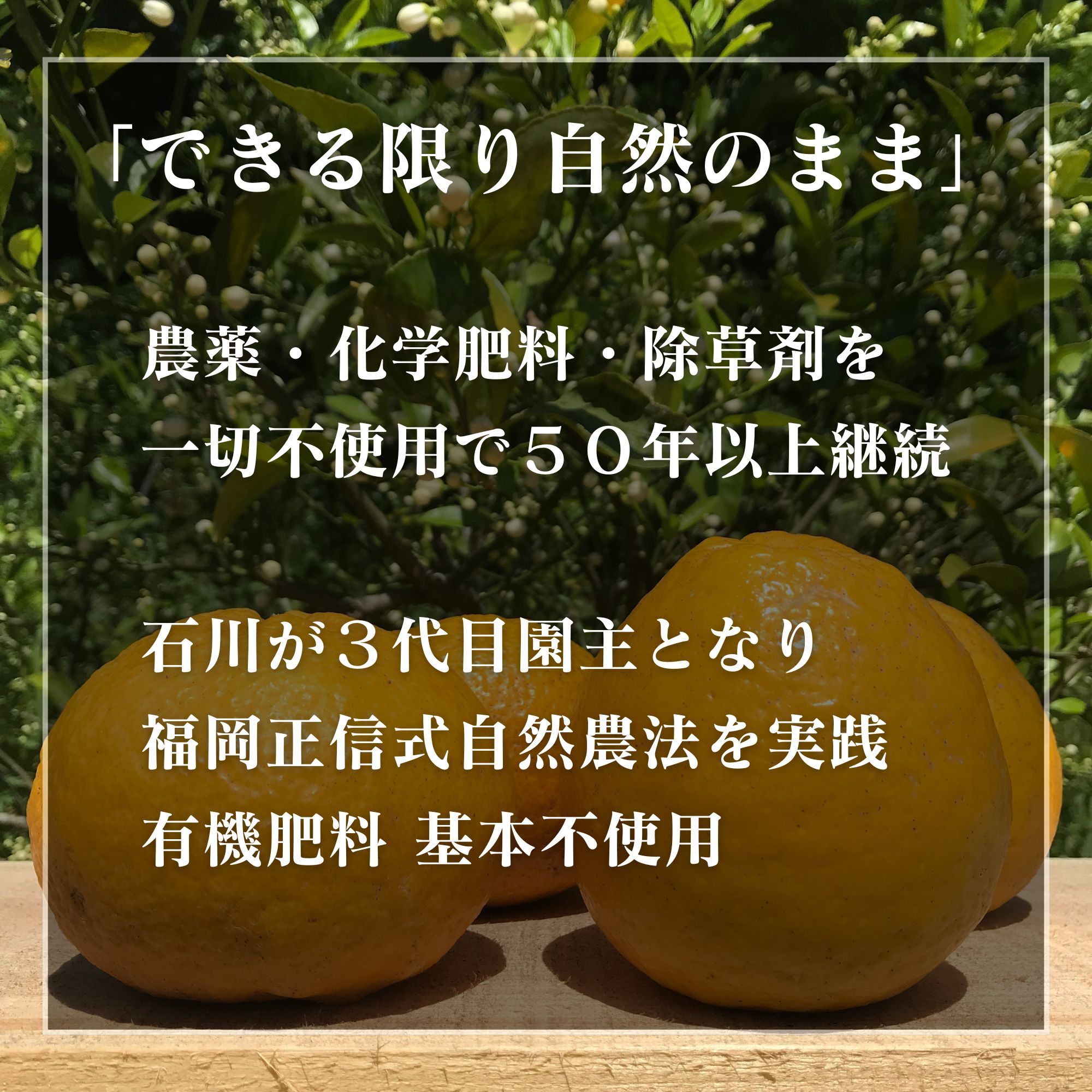 高ポイント】河内晩柑 4kg えん農園 木成り完熟 自然栽培 農薬