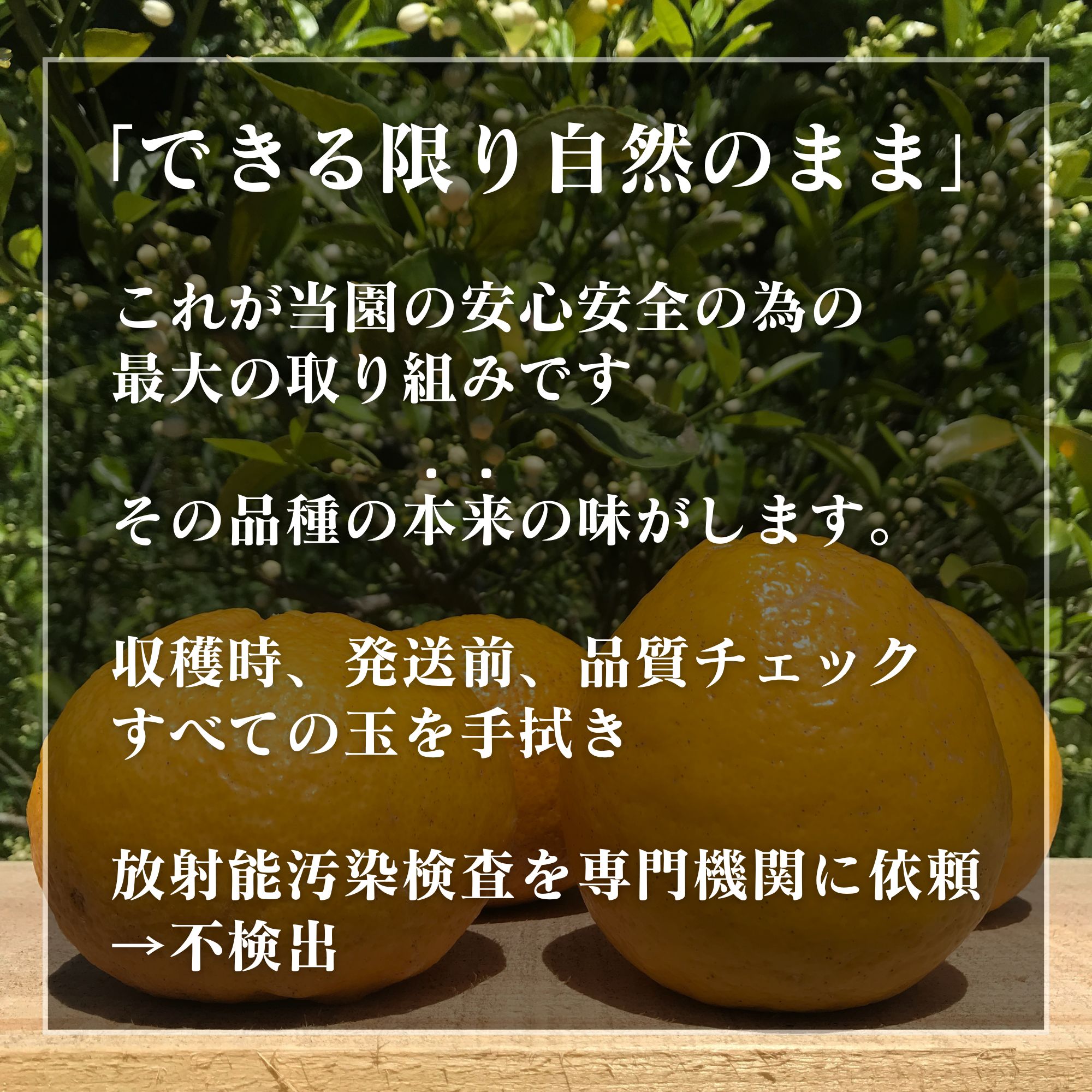 高ポイント】河内晩柑 4kg えん農園 木成り完熟 自然栽培 農薬