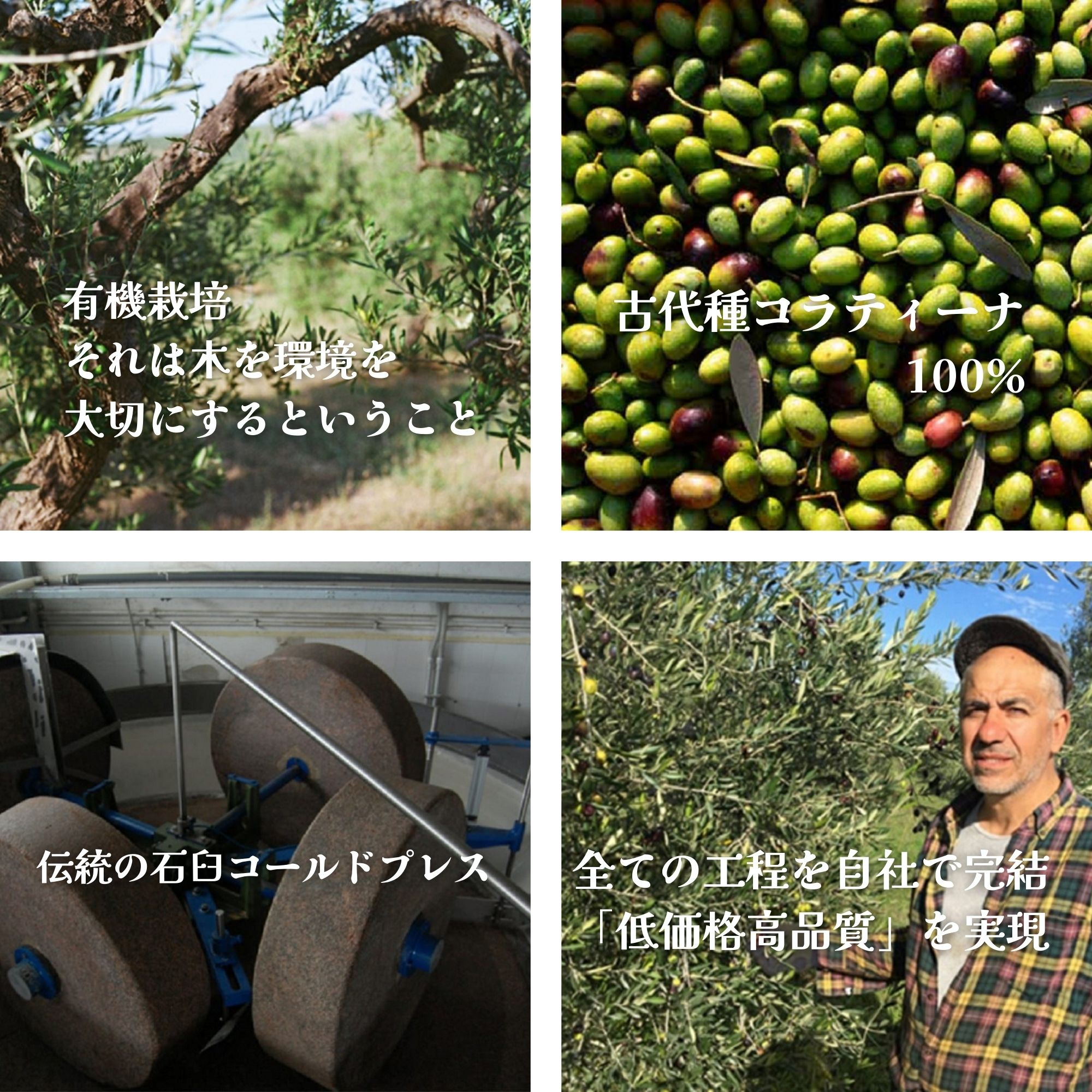 高ポイント】5L オリーブオイル エキストラヴァージン イタリア産