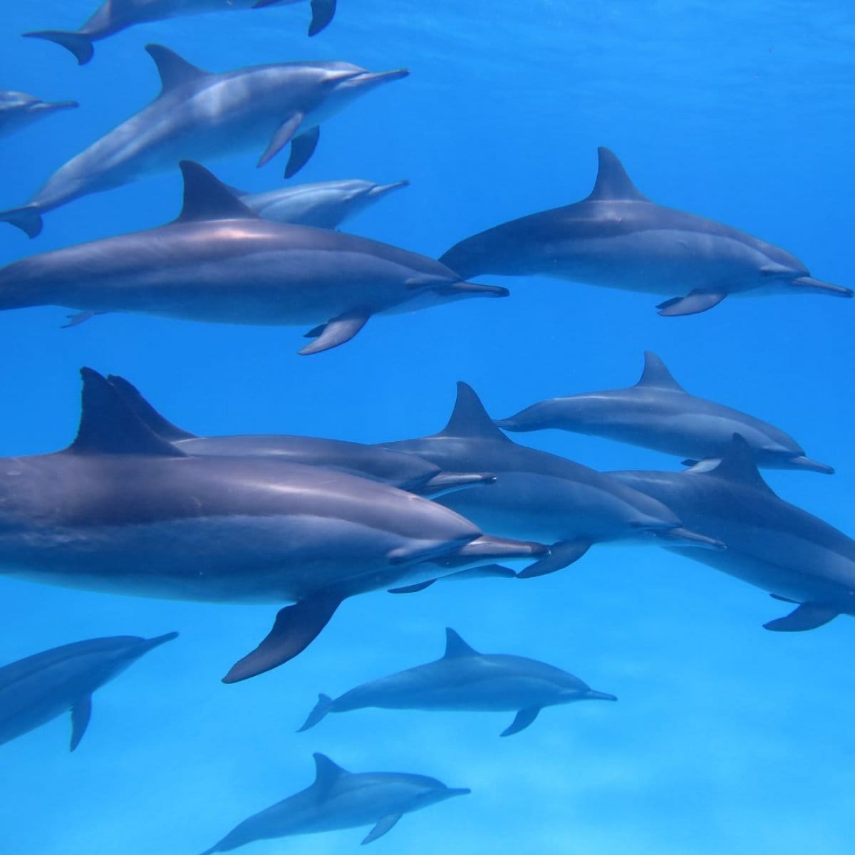 【なるふぃんとコラボエッセンス】海の仲間シリーズエッセンス