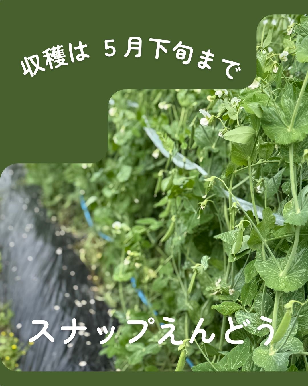 スナップえんどう1kg