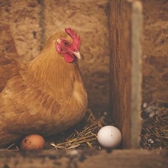 金蔵卵】かねたま10個入り2パック＋【近の鶏卵(とりたまご)】6個入り1