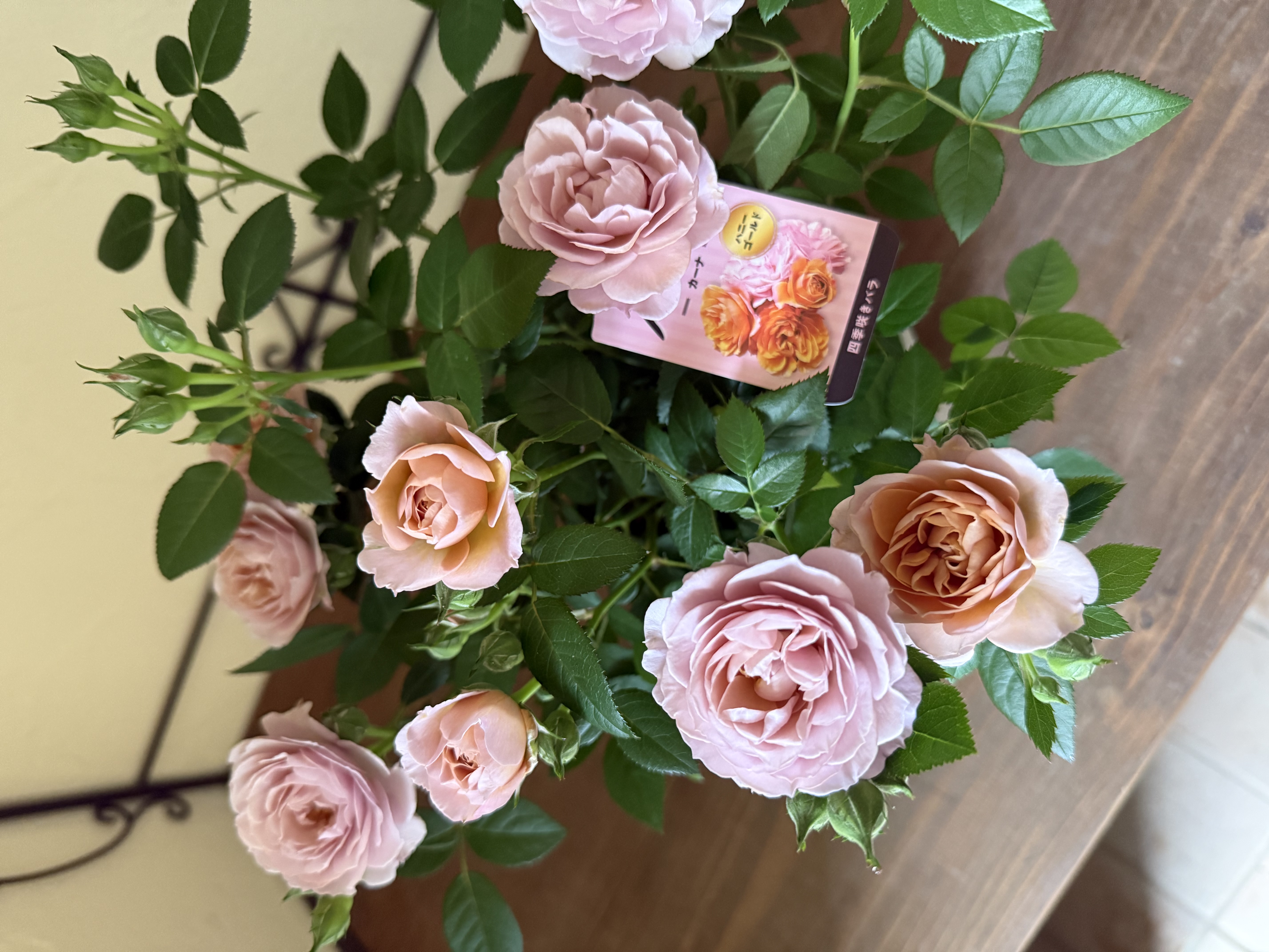 №178【T様専用】ミニバラカーナハニーゴールド