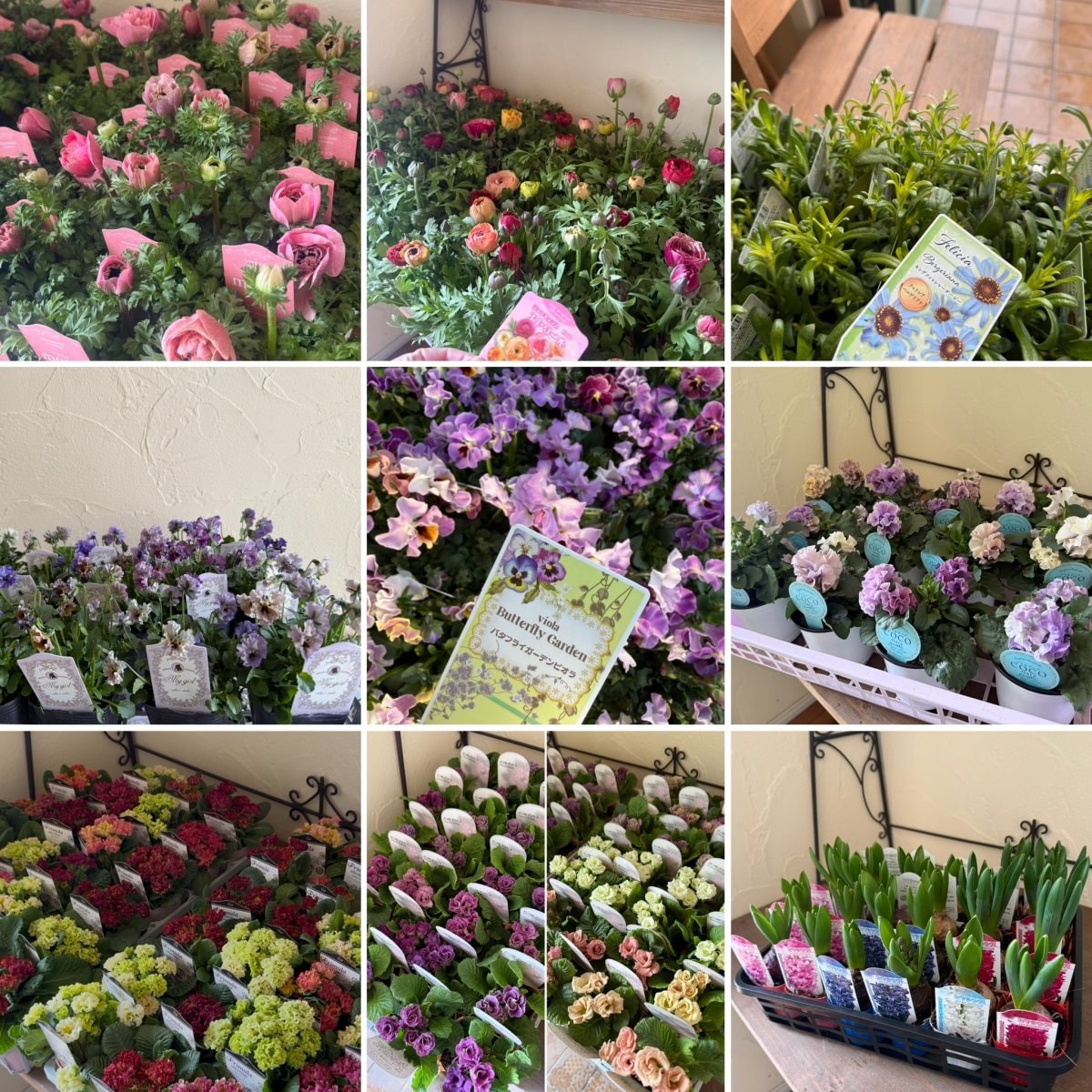 №197【I様専用】花苗セット