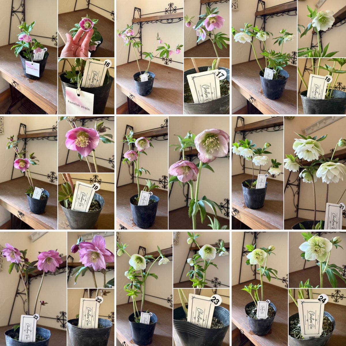 №199【U様専用】花苗セット