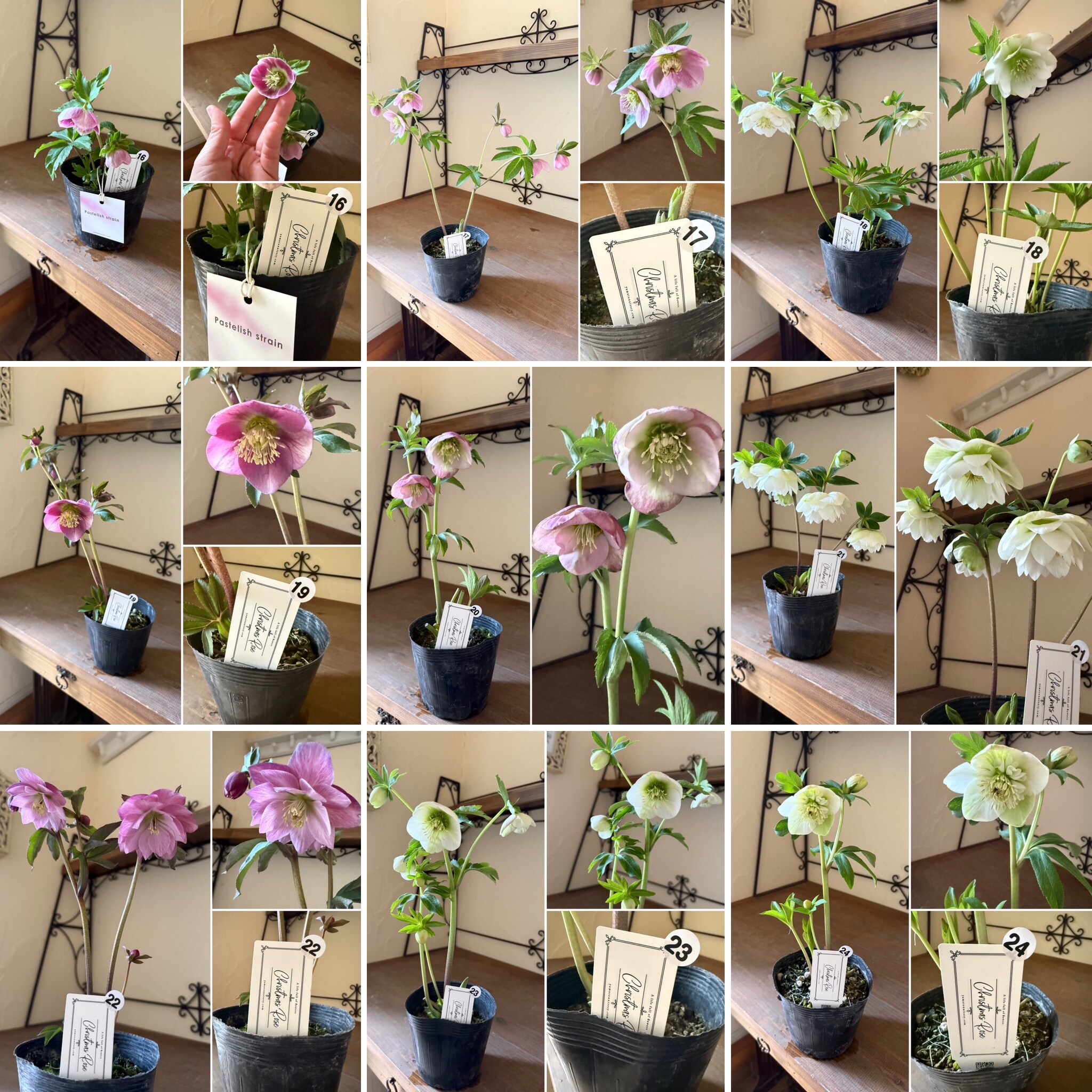 №199【U様専用】花苗セット