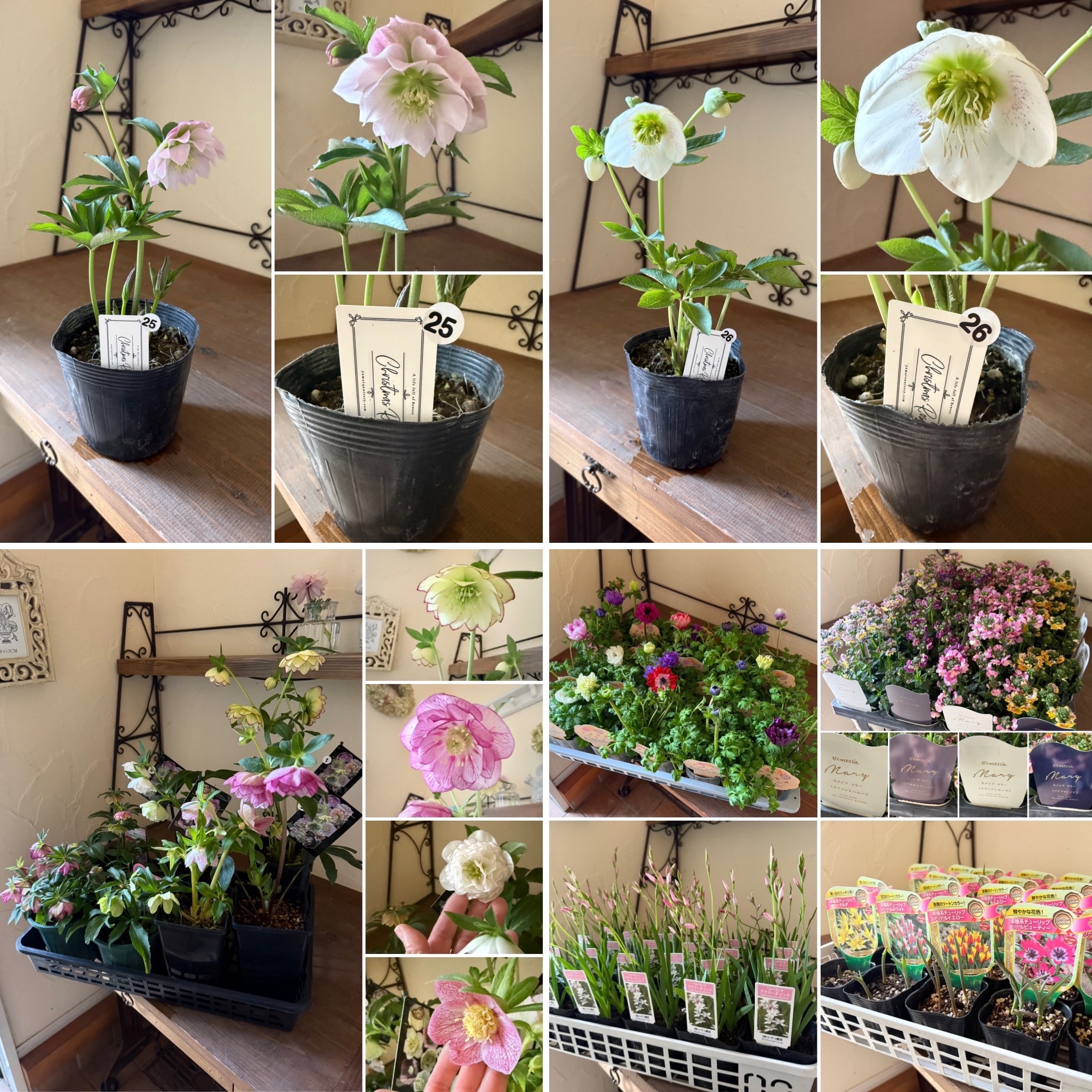 №199【U様専用】花苗セット