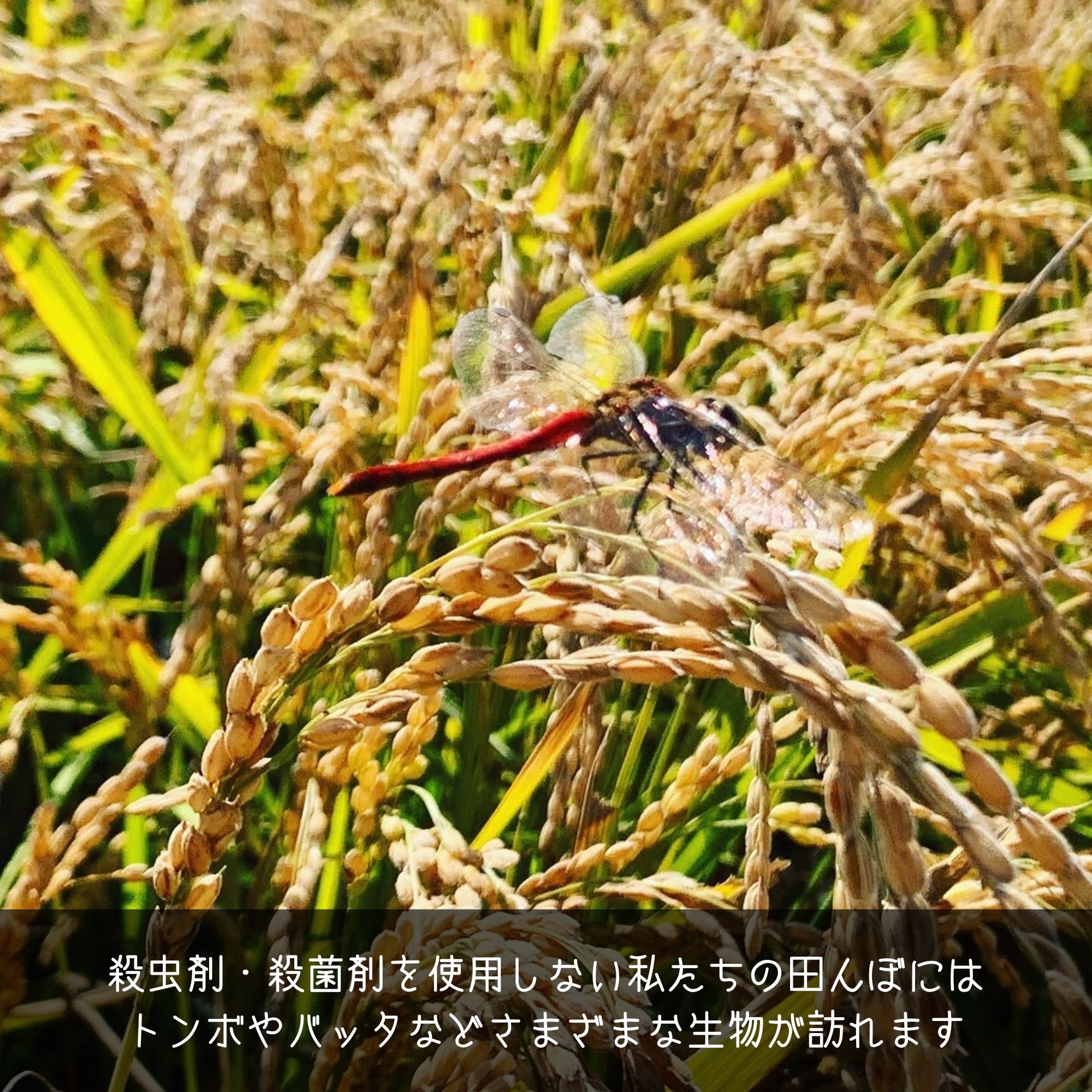農薬8割減・化学肥料5割減】特別栽培米ななつぼし 精米10kg【令和7年