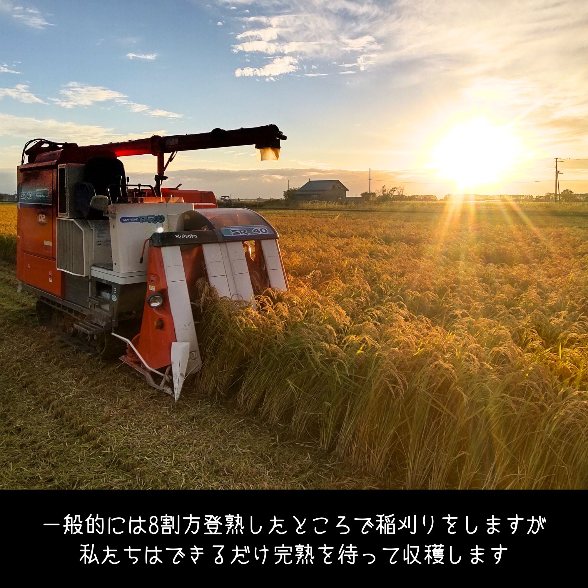 農薬8割減・化学肥料5割減】特別栽培米ななつぼし 精米10kg【令和7年