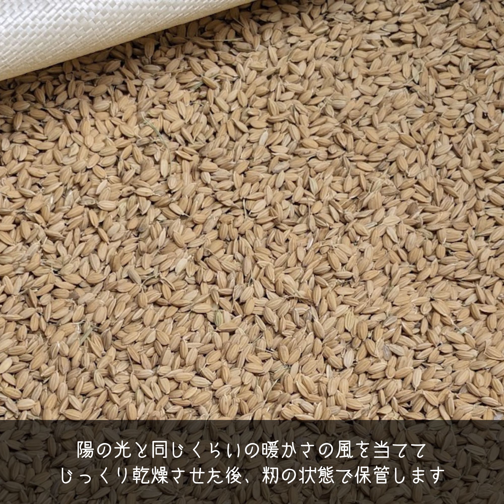 農薬8割減・化学肥料5割減】特別栽培米ゆめぴりか 玄米10kg【令和7年