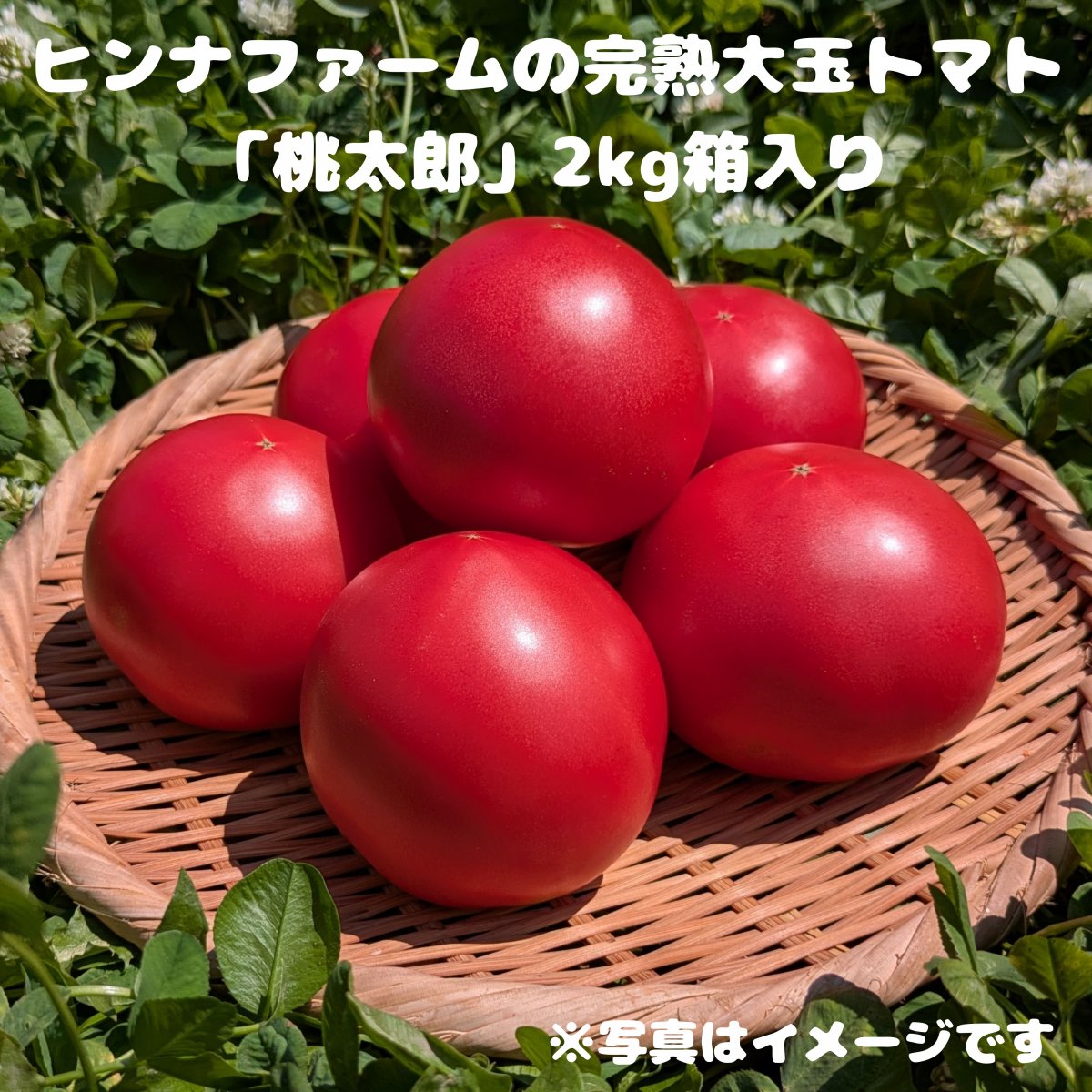 【特別栽培】ヒンナファームの完熟大玉トマト「桃太郎」