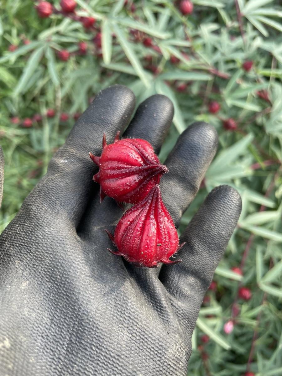 10/17(金）開催『ハーブを楽しむ会』目黒住区センター（三田分室）オリジナルブレンドハーブティを作る