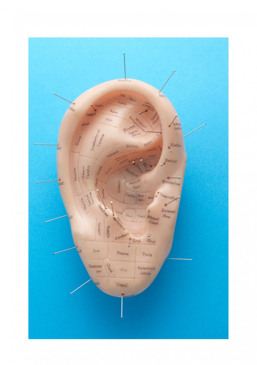 8/11　目黒住区センター（三田分室）　耳ツボジュエリー予約券　