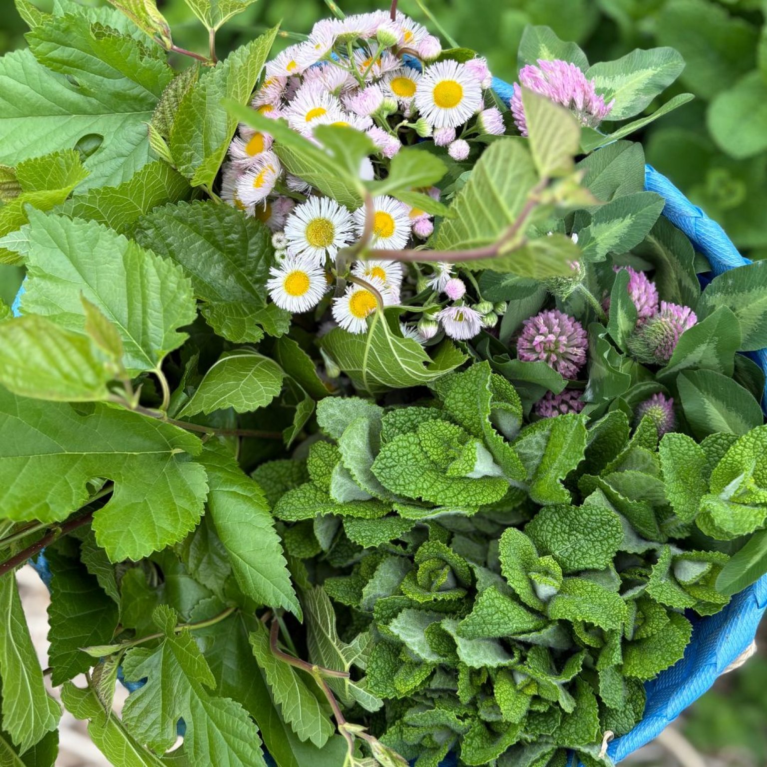 10/17目黒住区センター　追加ハーブティブレンド（¥１０００/袋）