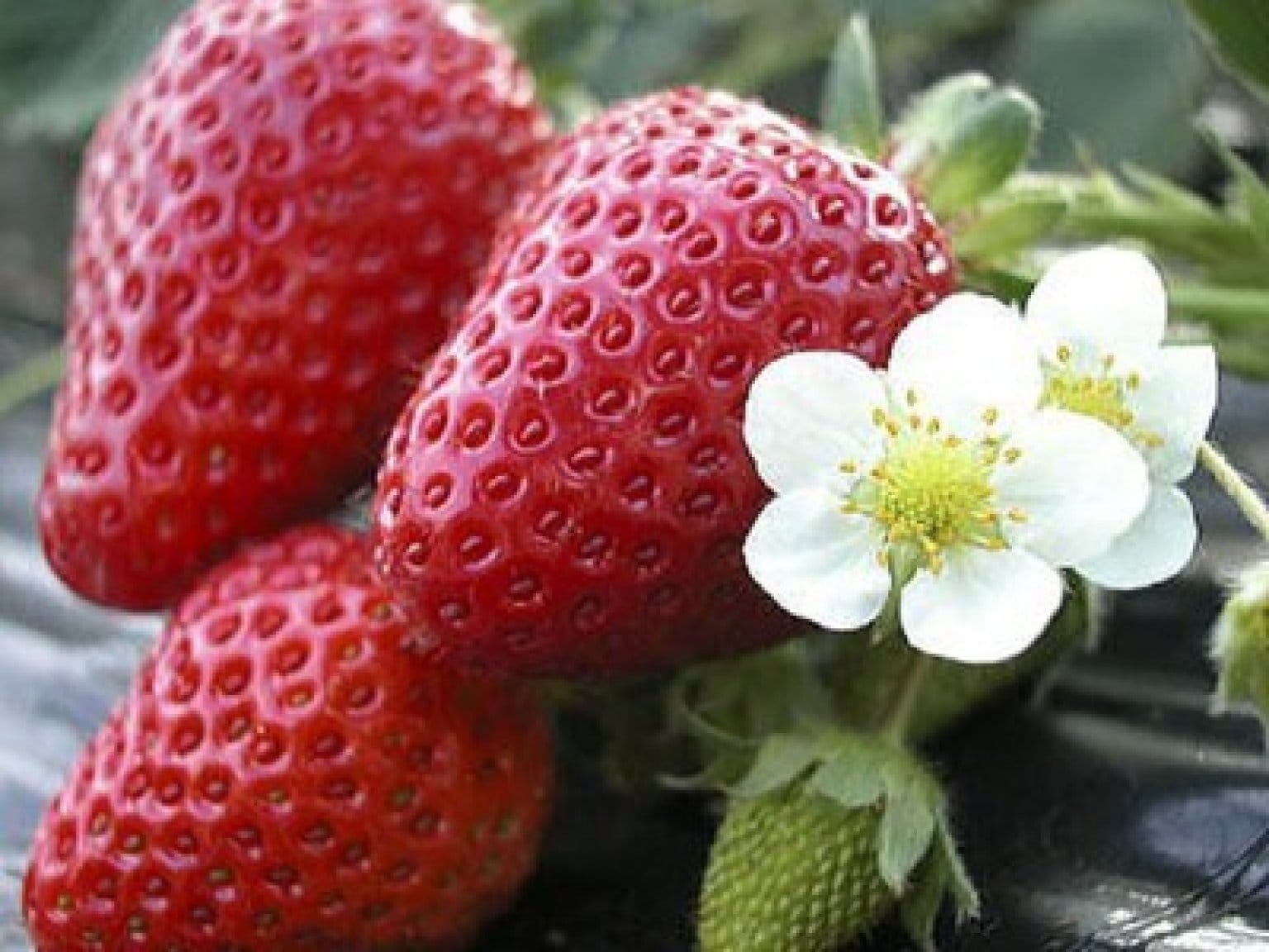 【テスト商品】【基本】いちご狩り体験