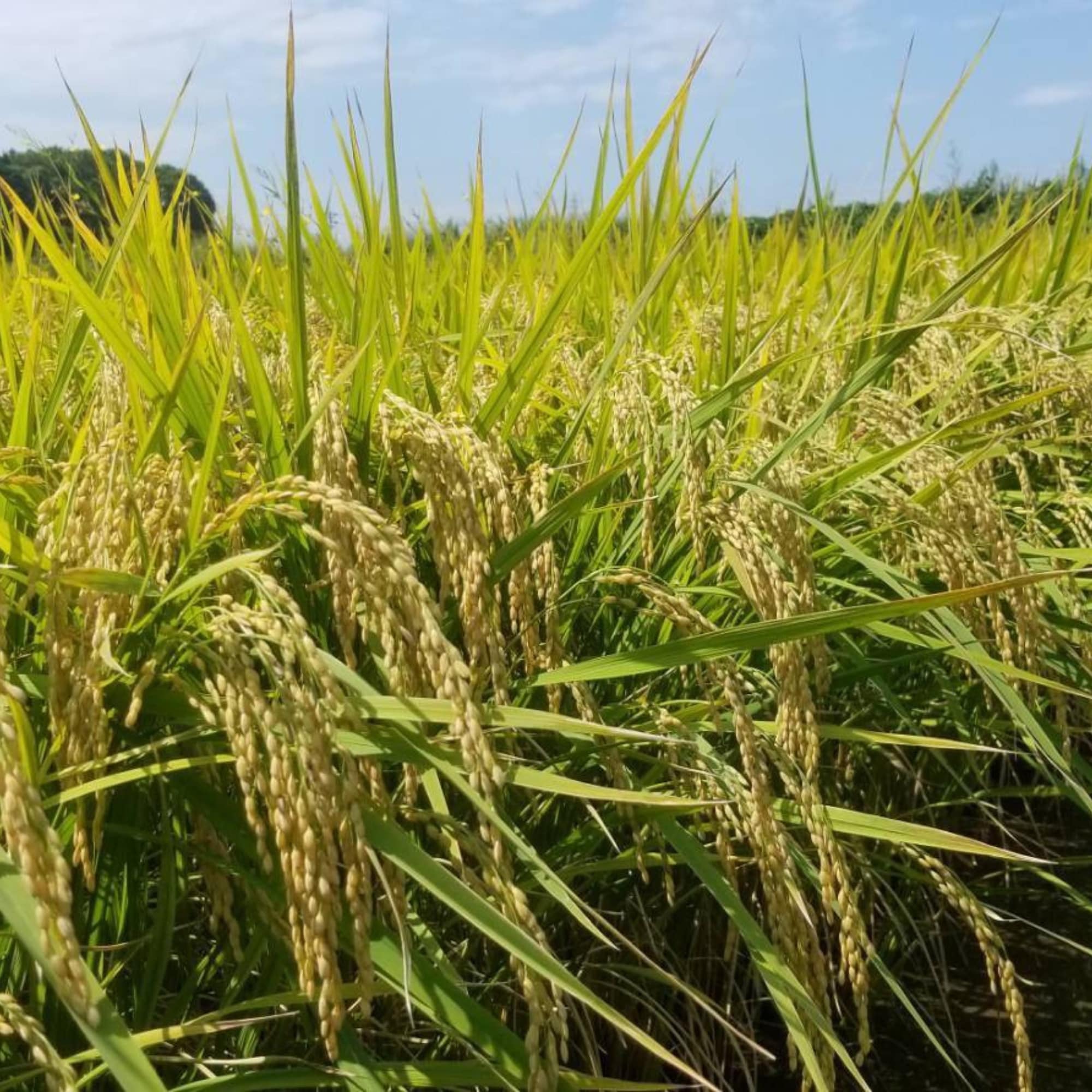 3kg ひのひかり【無農薬米・自然栽培米】うちの米 愛知県産/2025年度産