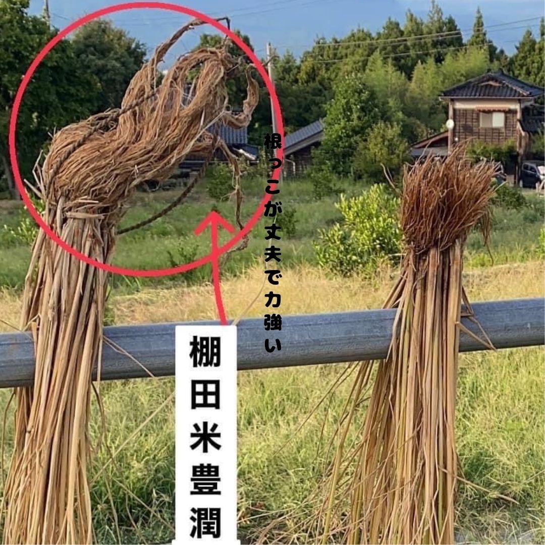 2kg 日本一豊潤® 新潟県佐渡島産 棚田米 2025年度産 uchikome うちの米