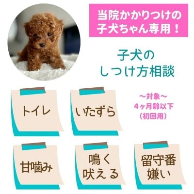 ＜当院かかりつけの子専用＞子犬のしつけ方相談｜4ヶ月齢以下｜初回用｜オンライン可