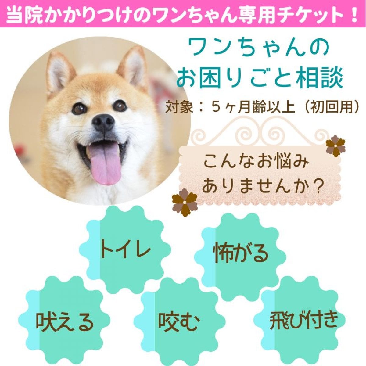 ＜当院かかりつけ専用＞獣医さんのワンコお困りごと相談｜5ヶ月齢以上対象｜オンライン又は対面｜日程は...