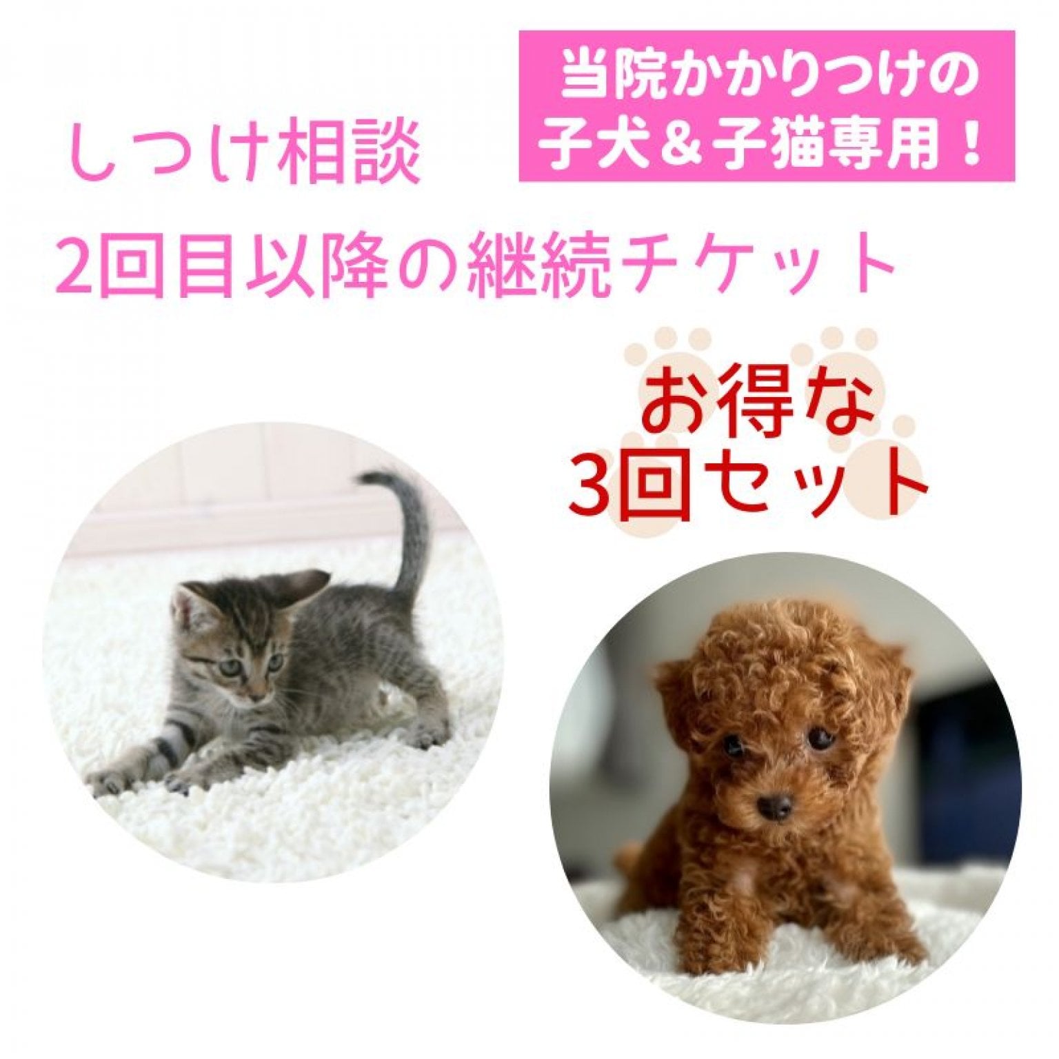 ＜当院かかりつけの子専用＞子犬＆子猫｜しつけ相談３回チケット｜対象：初回カウンセリングを受けている子
