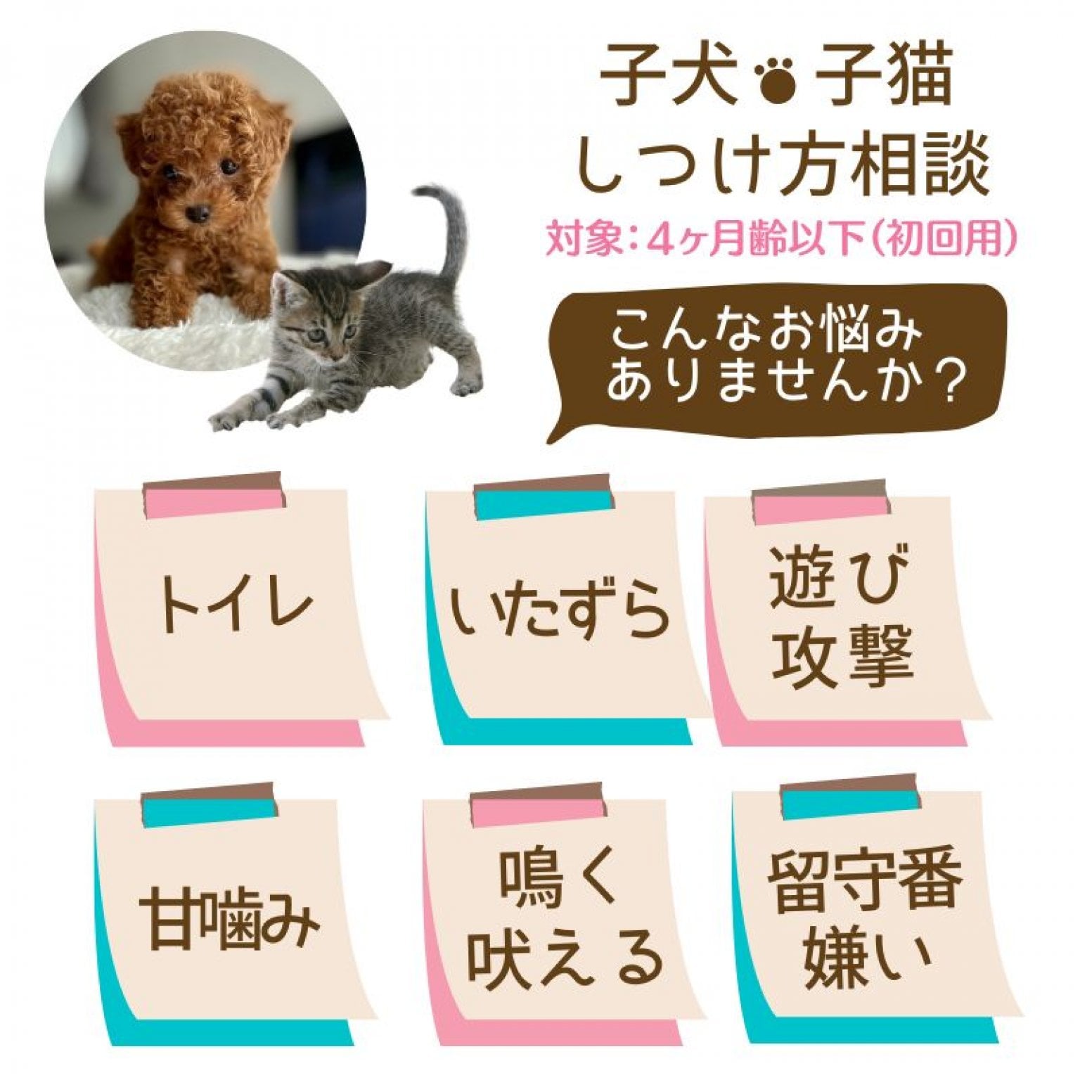 長崎県諌早市｜獣医さんの子犬・子猫のしつけ方相談｜4ヶ月齢以下対象｜オンライン又は対面｜随時受付