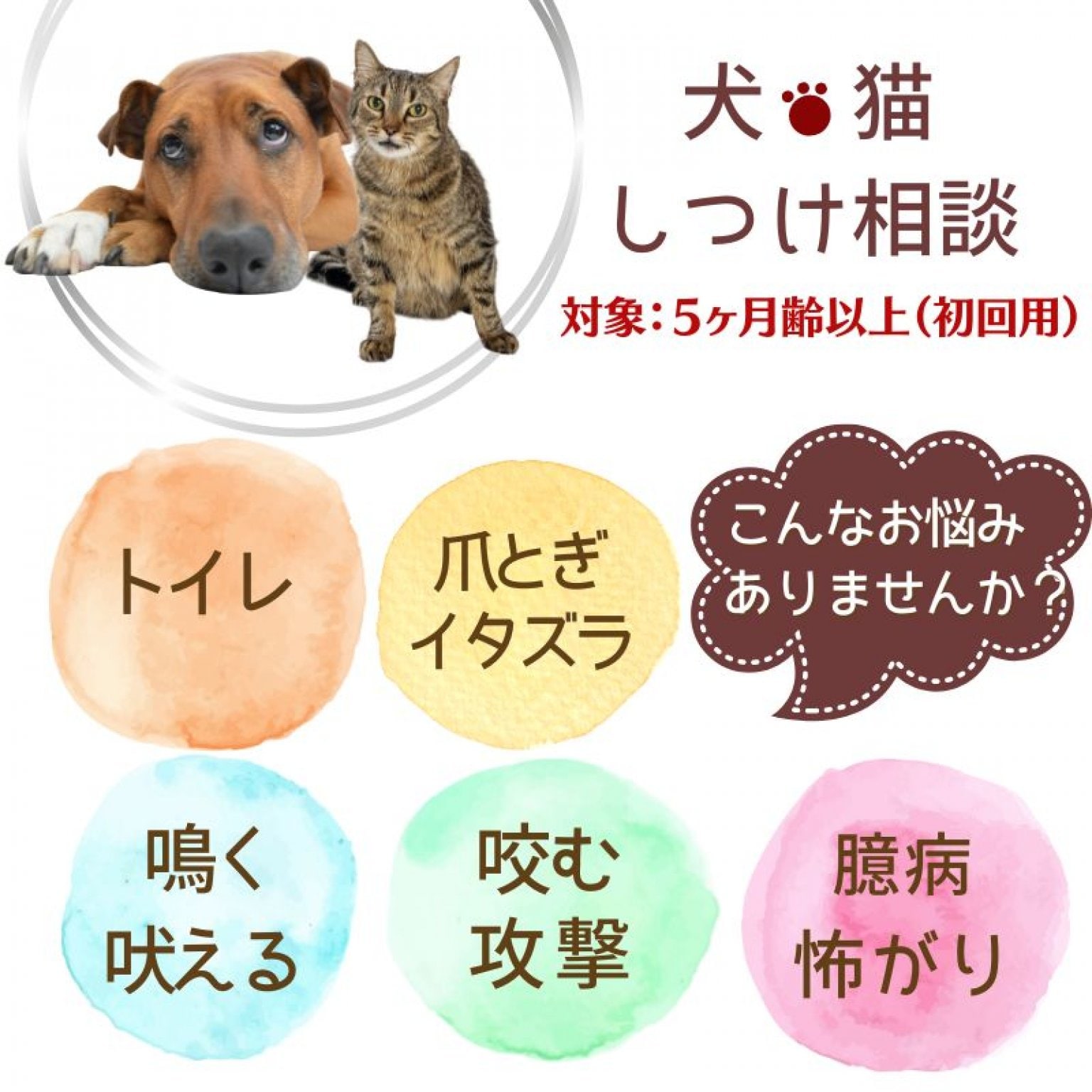 長崎県諌早市｜獣医さんの犬猫しつけ相談｜5ヶ月齢以上対象｜オンライン又は対面｜日程はご希望に応じて...