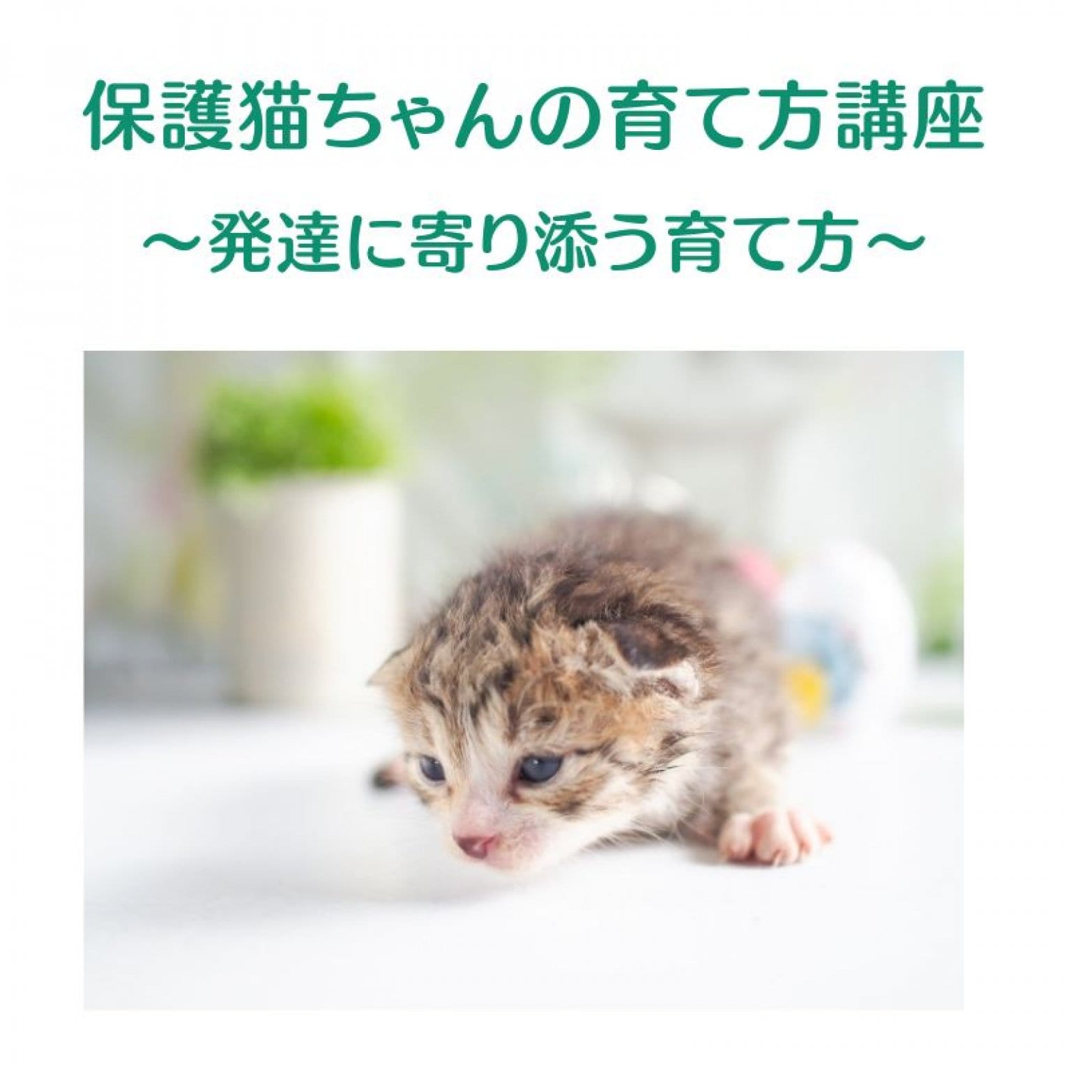 獣医さんによる保護ねこちゃんの「こころとからだの育て方講座」 ｜子ねこの発達に寄り添って育てる｜オ...