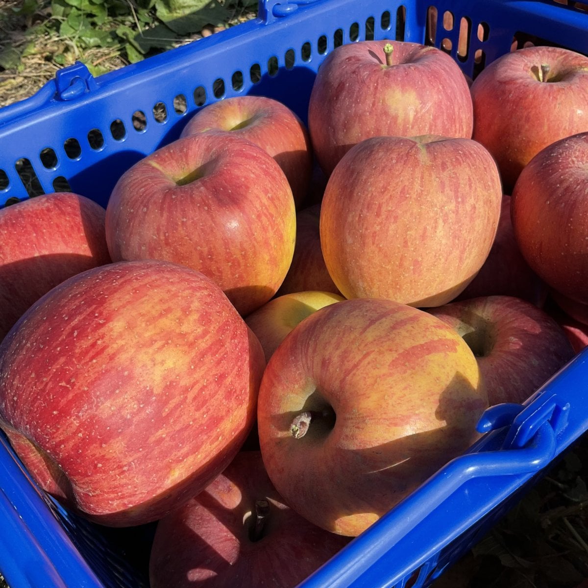 【長野県長野市産】約3kg/リンゴ(サンふじ)/産地直送/佐川急便でのお届け/小林農園
