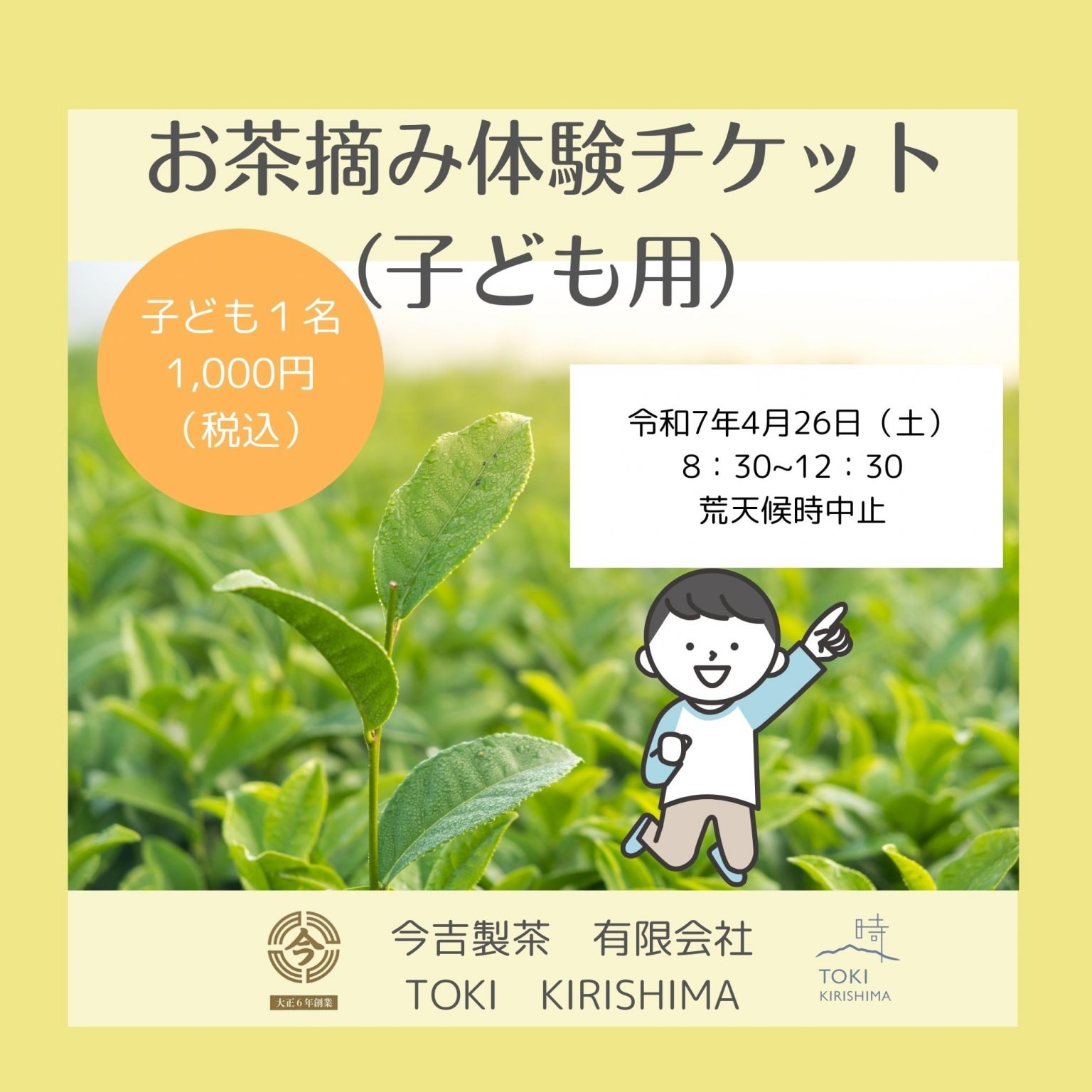 2025今吉製茶のお茶摘体験チケット(小学生)|今吉製茶特製焼き菓子付き|マルシェチケット付き|皆さんに摘んで頂いた茶葉を製造した新茶をプレゼント♪