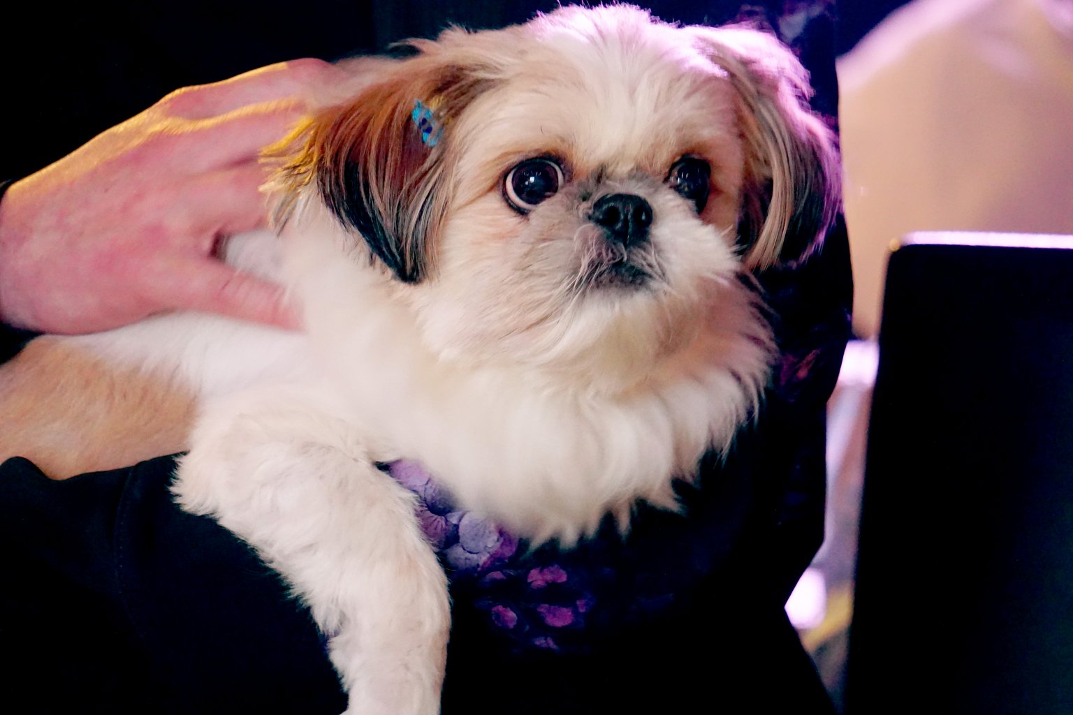 【応援チケット】わんわんマーケットVOL.６　２０２５年９月６日(土） 札幌市「イベントには行けないけど応援します」のチャリティチケット  犬と愛犬家のイベント　出店されているお店を応援　はたらくわんこ養成施設を応援　　　　　