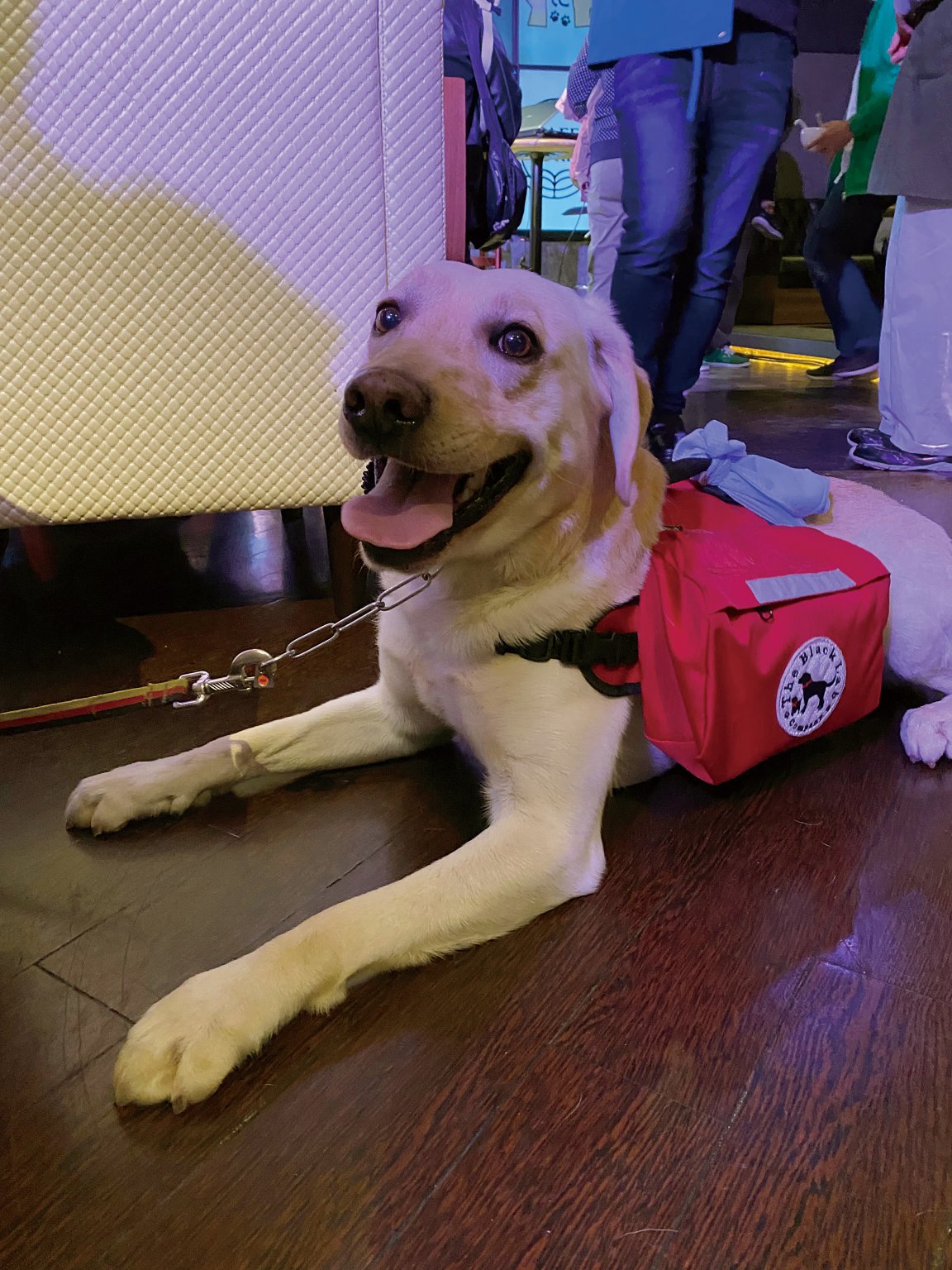 【応援チケット】わんわんマーケットVOL.６　２０２５年９月６日(土） 札幌市「イベントには行けないけど応援します」のチャリティチケット  犬と愛犬家のイベント　出店されているお店を応援　はたらくわんこ養成施設を応援　　　　　