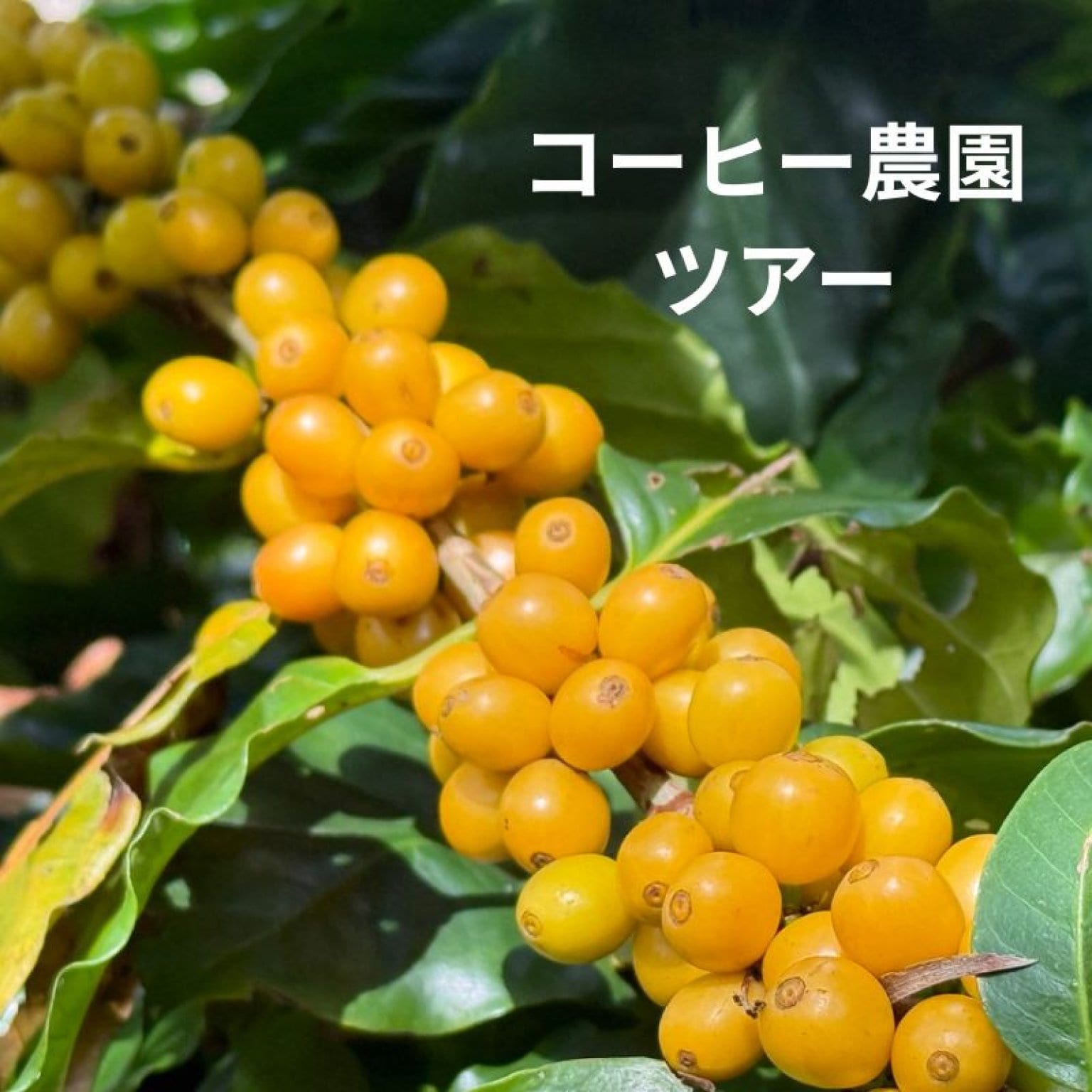 【4/11（土）限定】農園ツアー☆