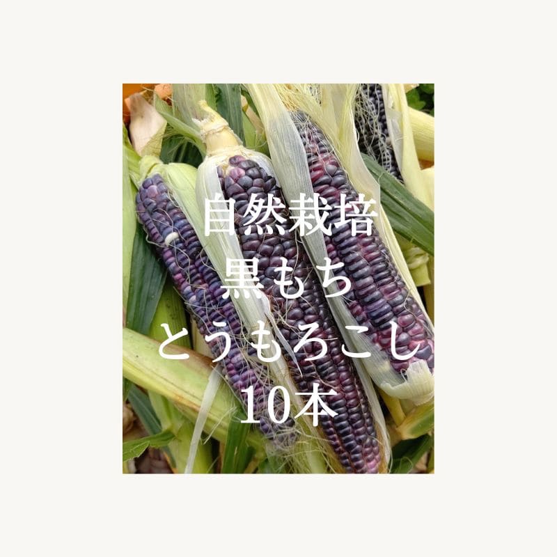 採れたて！木村式自然栽培 黒もちとうもろこし 10本