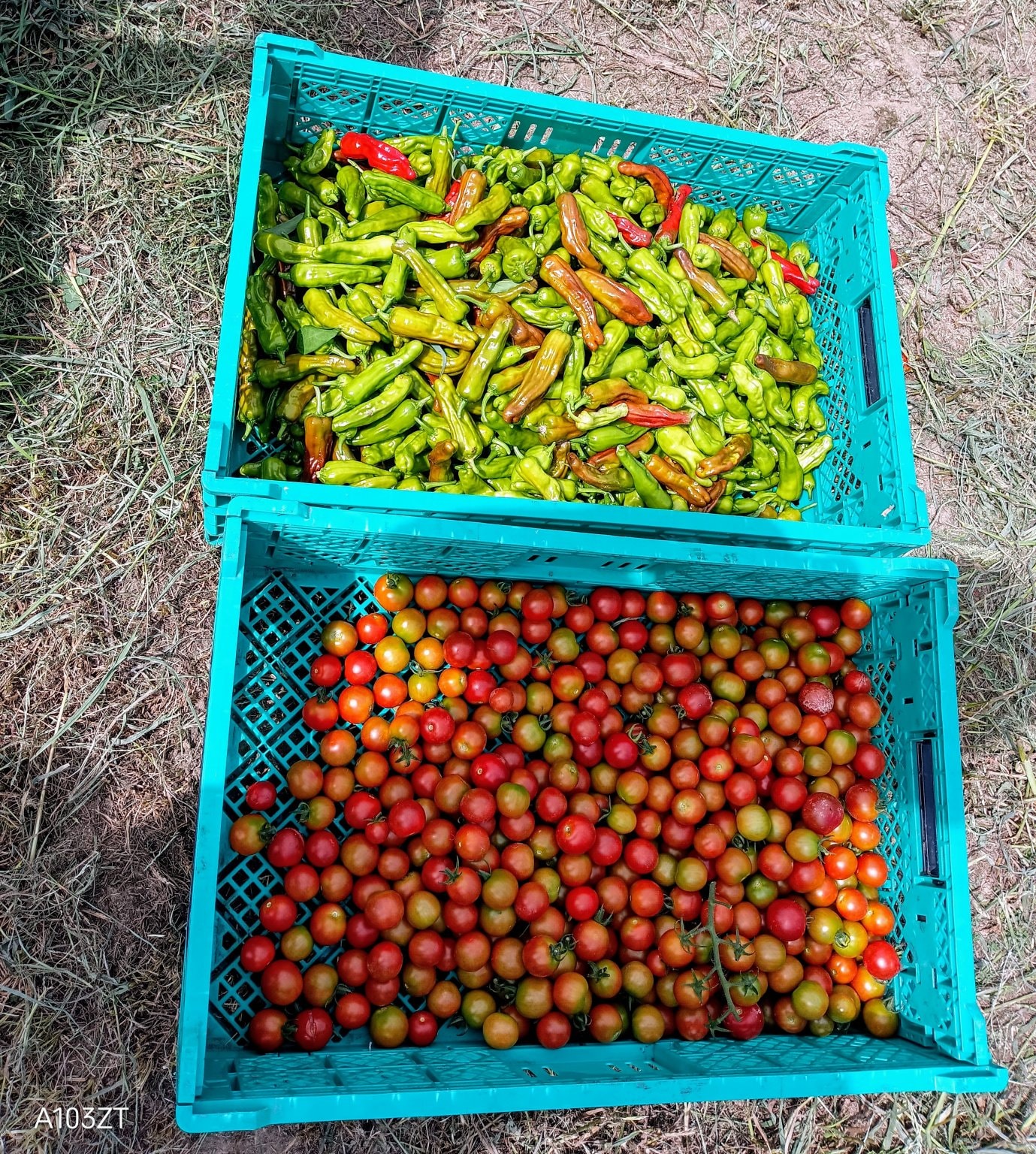 【再履修生用】2025年（令和7年）　Hokkaido木村秋則自然栽培農学校　受講チケット