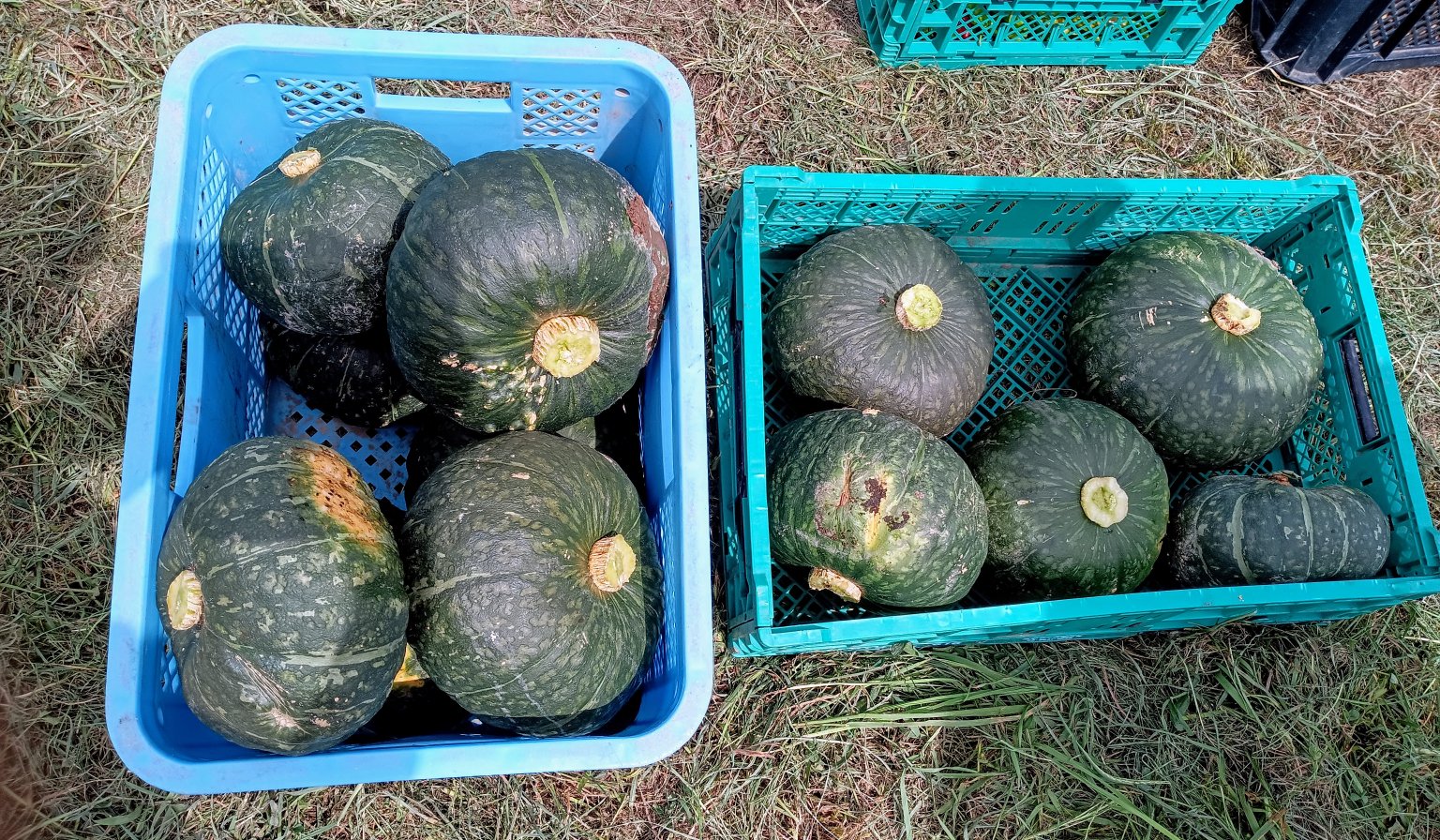 【再履修生用】2025年（令和7年）　Hokkaido木村秋則自然栽培農学校　受講チケット