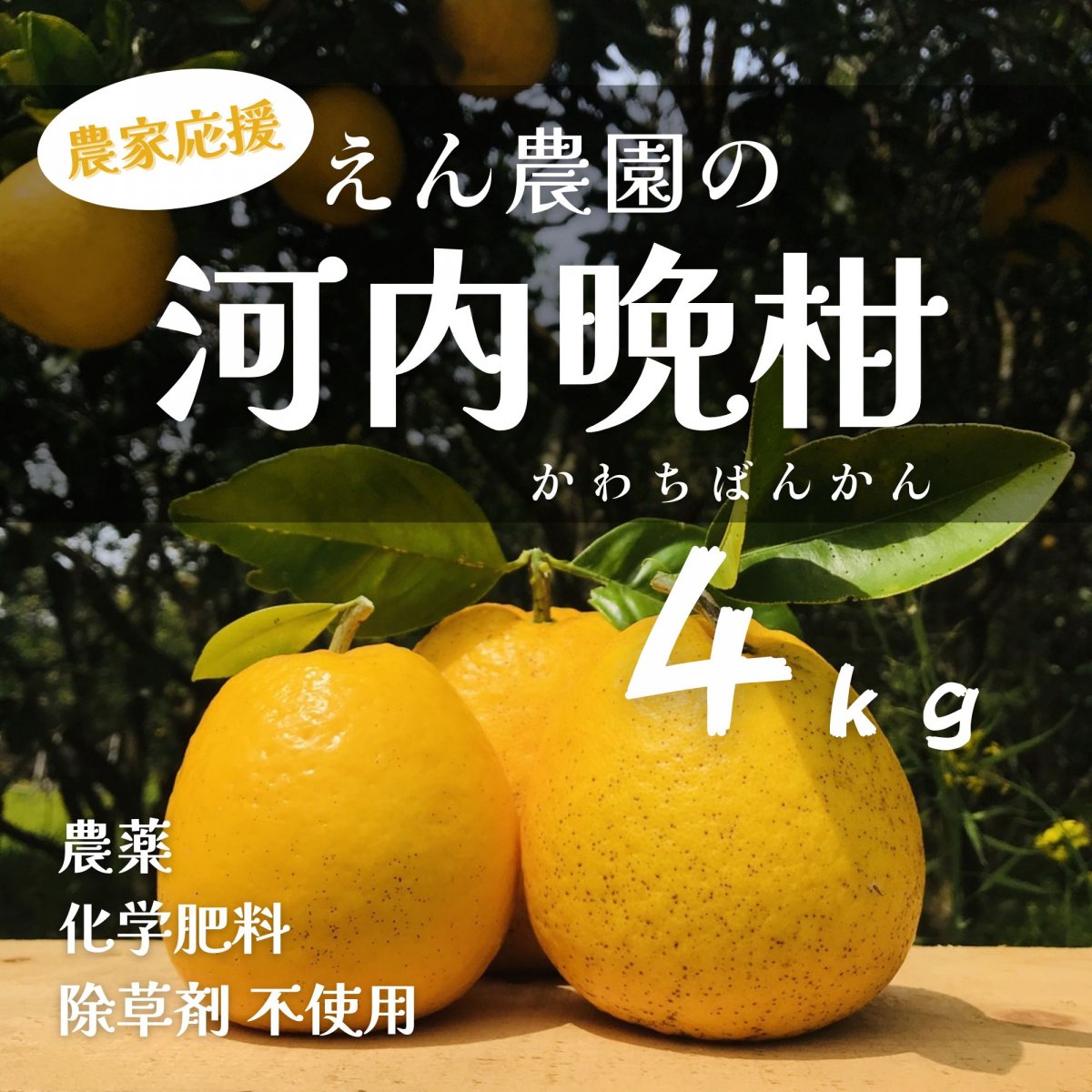 【高ポイント】河内晩柑 4kg 自然栽培えん農園産 木成り完熟 自然栽培 農薬・化学肥料・除草剤不使用 愛媛県愛南町 みかん